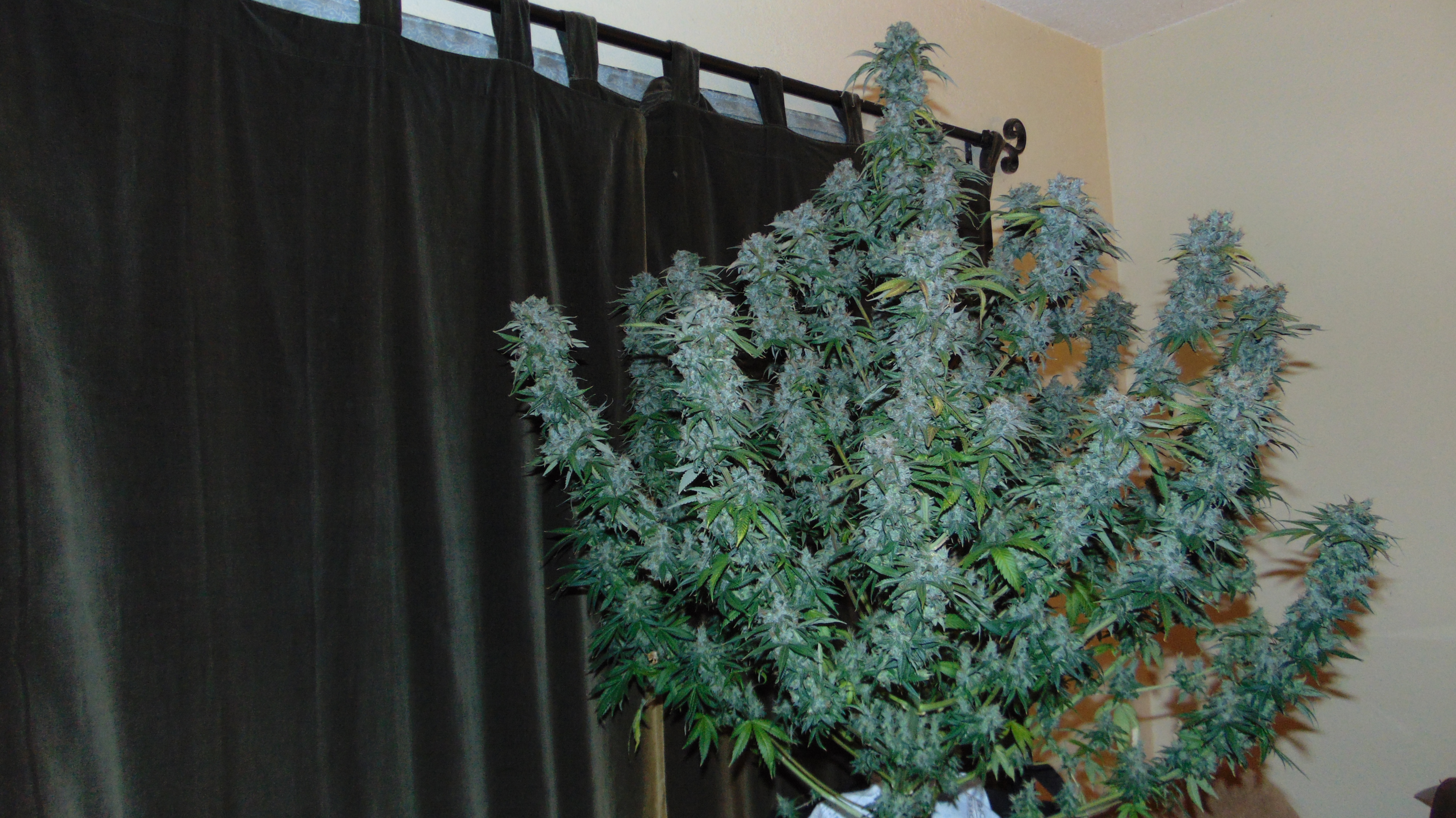 Mango Pre Harvest Photos 042