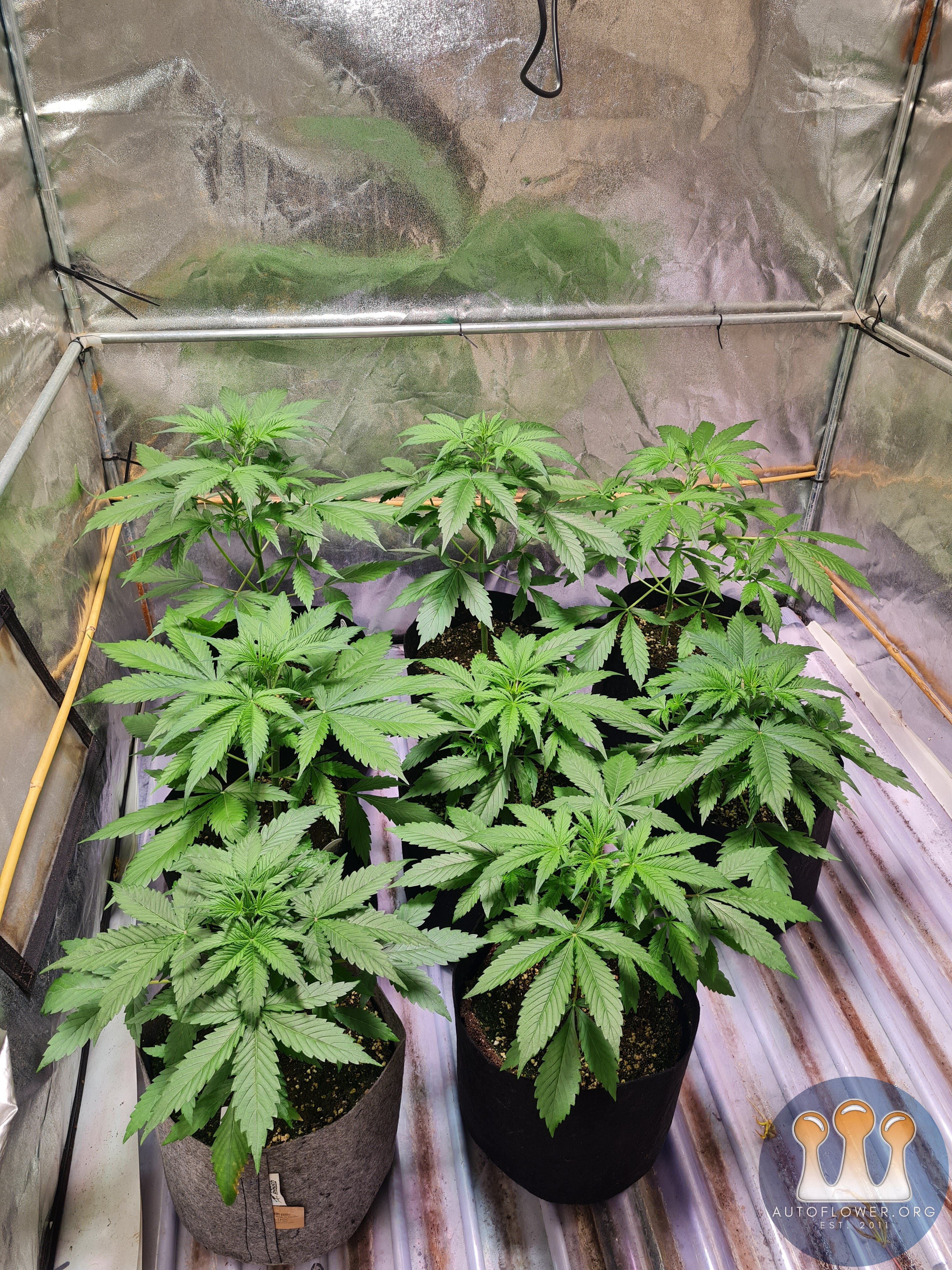 Melonade runtz auto and cinderella jack auto