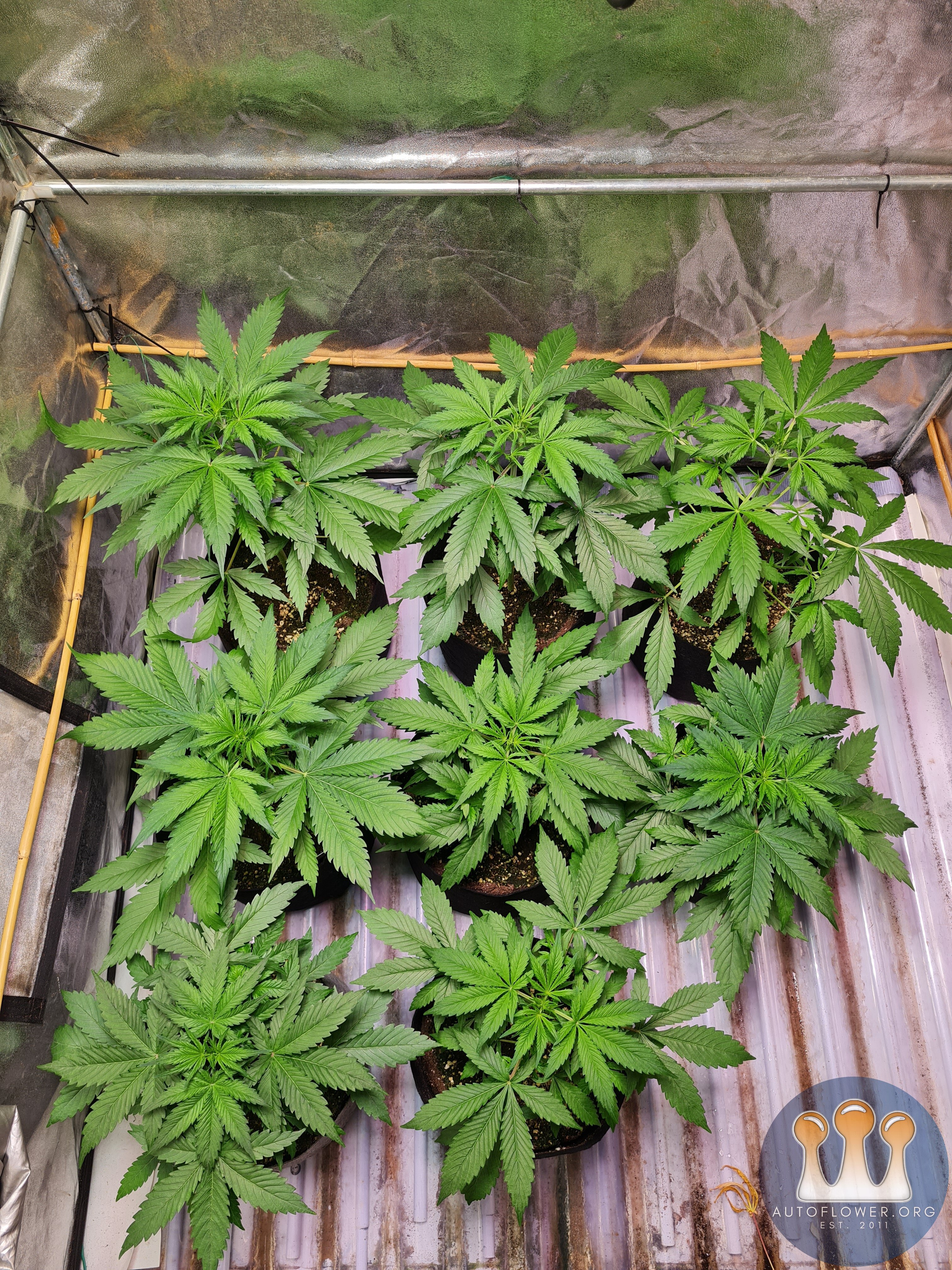 Melonade runtz auto and cinderella jack auto