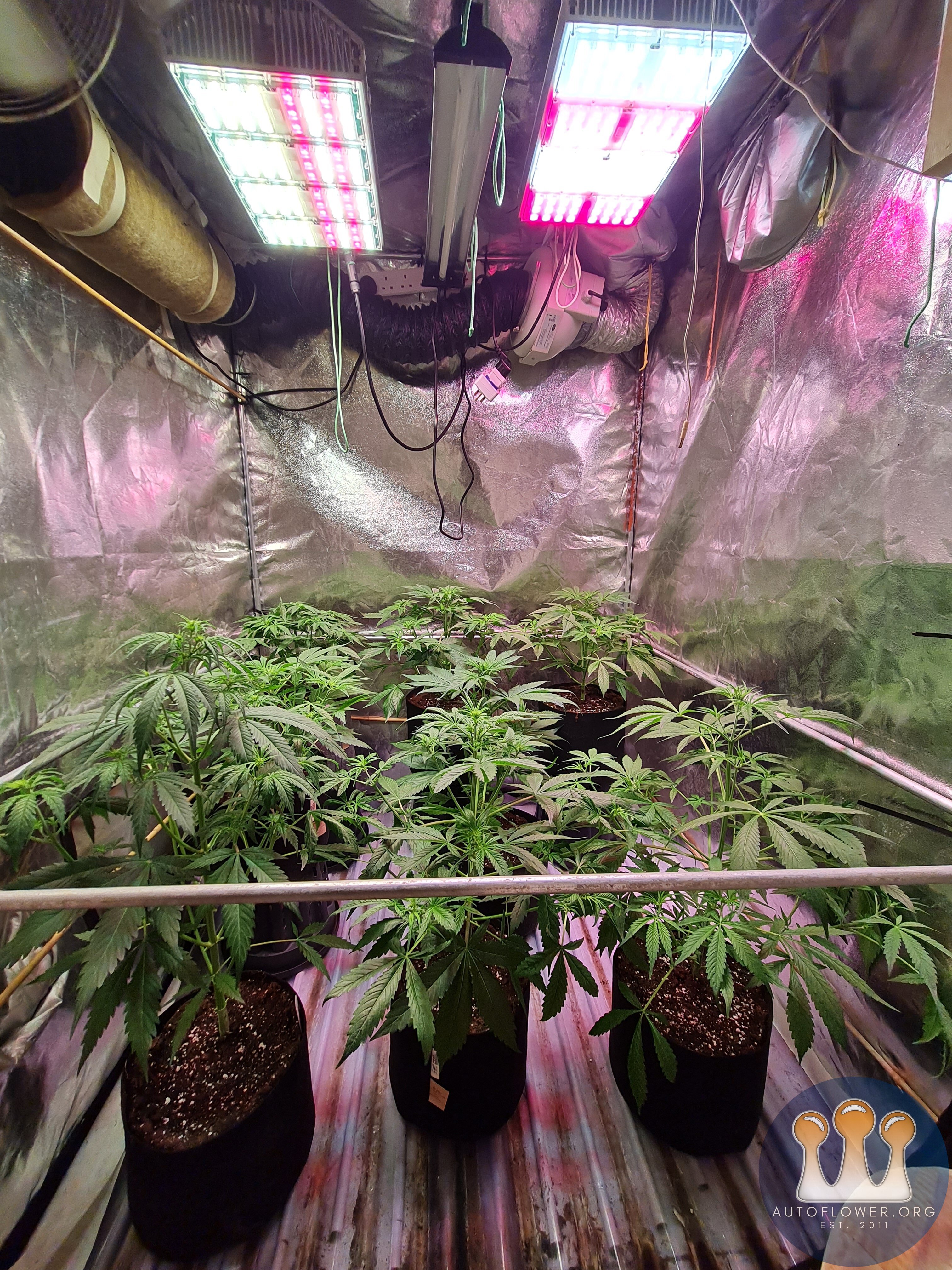 Melonade runtz auto and cinderella jack auto