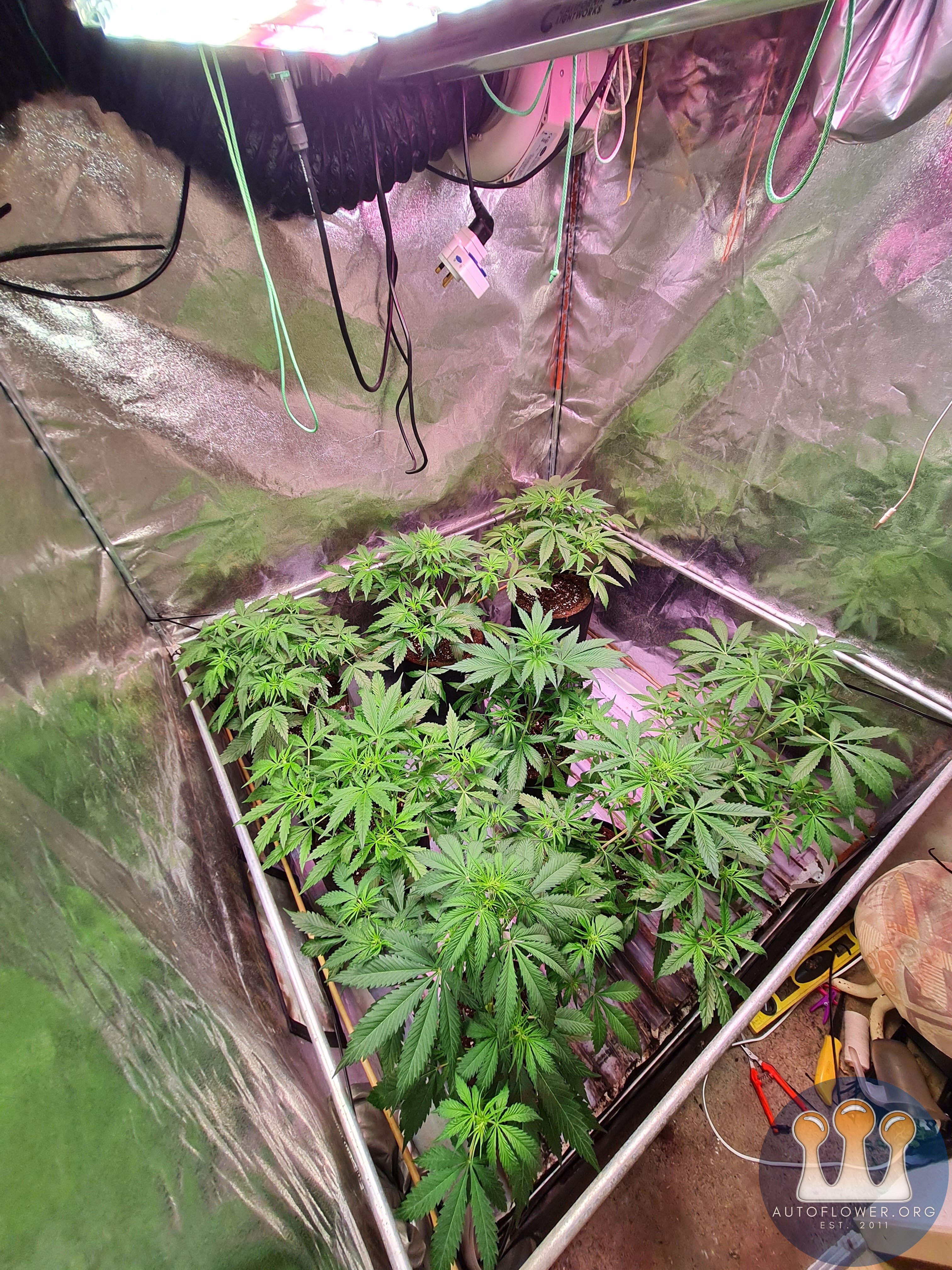 Melonade runtz auto and cinderella jack auto