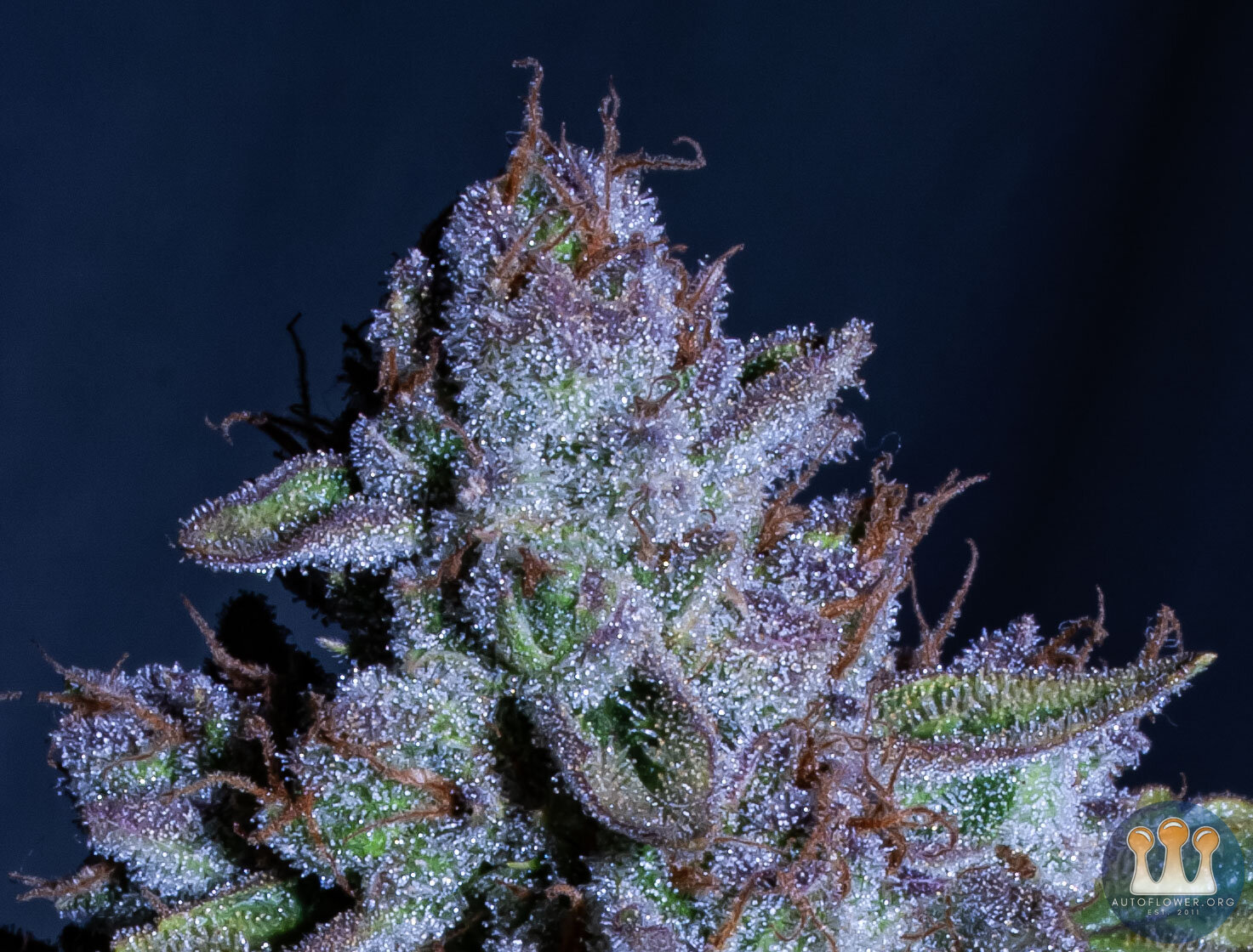 Mephisto Cosmic Queen (main cola closeup)