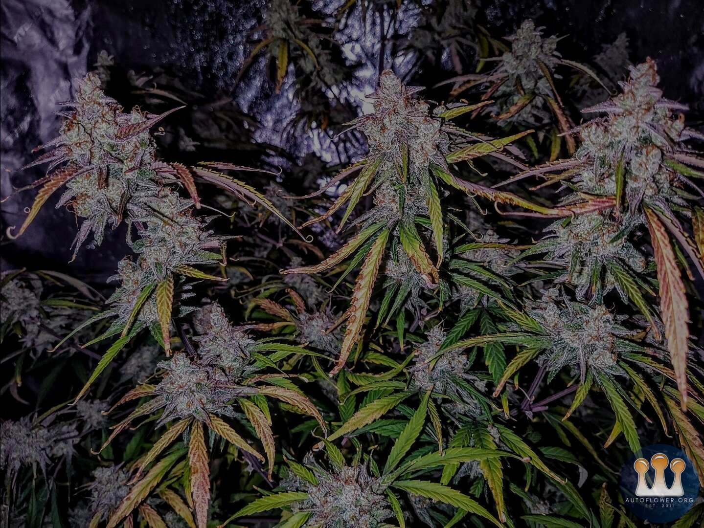 Mephisto Genetics, Old School Mango Haze Tester