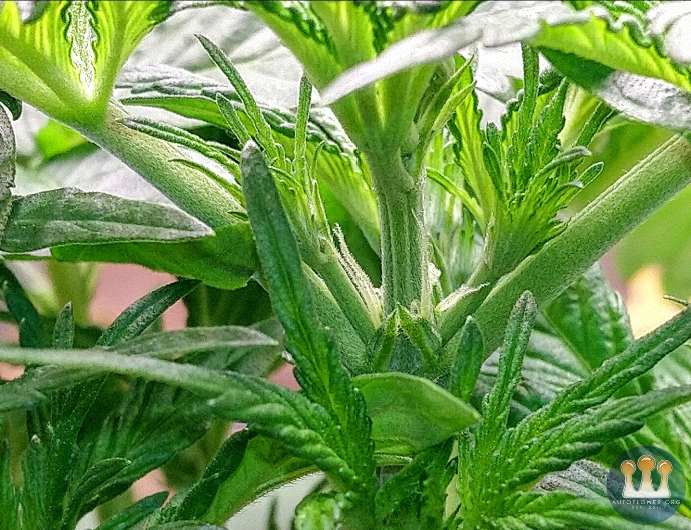 Mephisto, Pink Panama