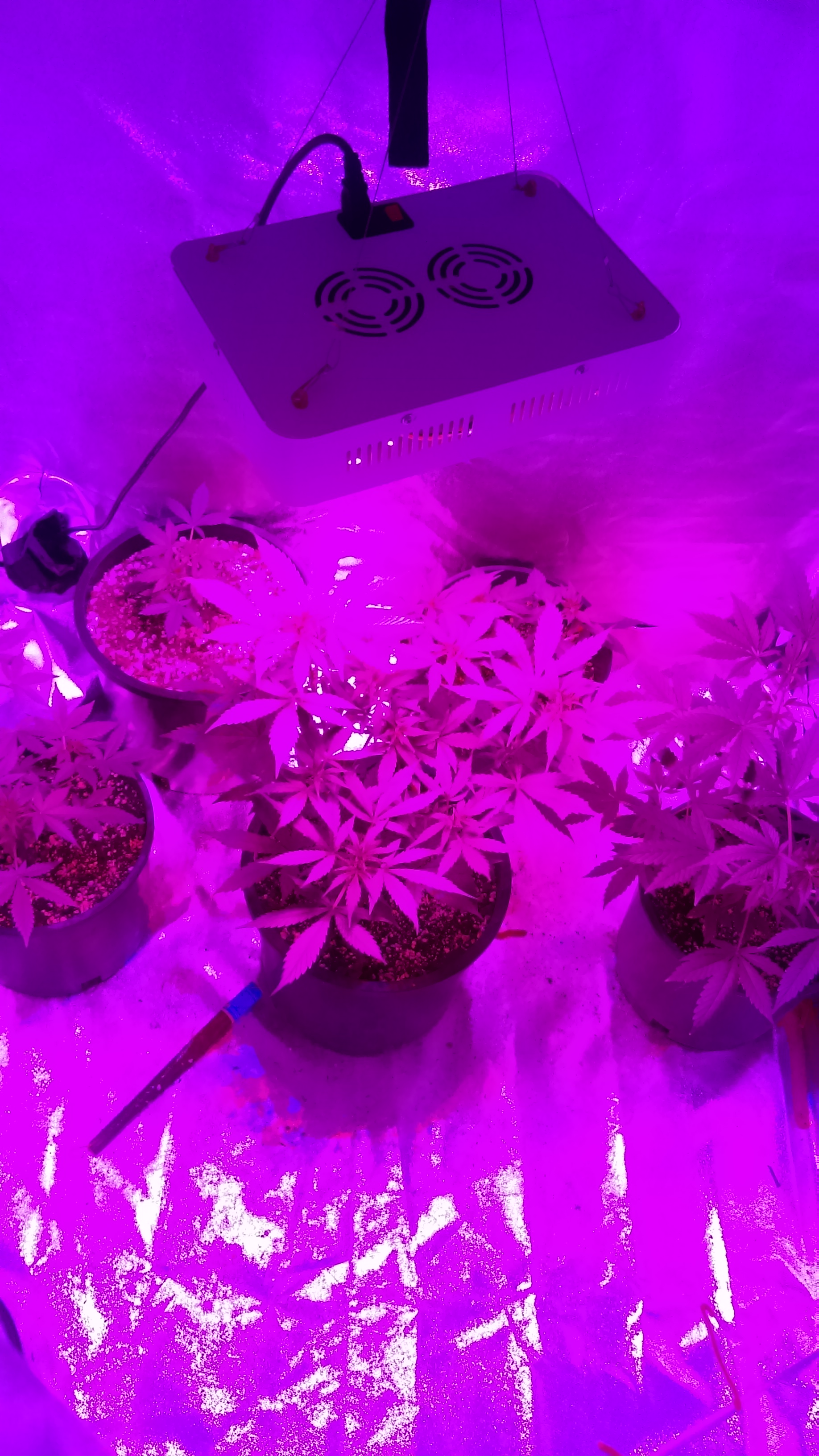 My autoflower tent