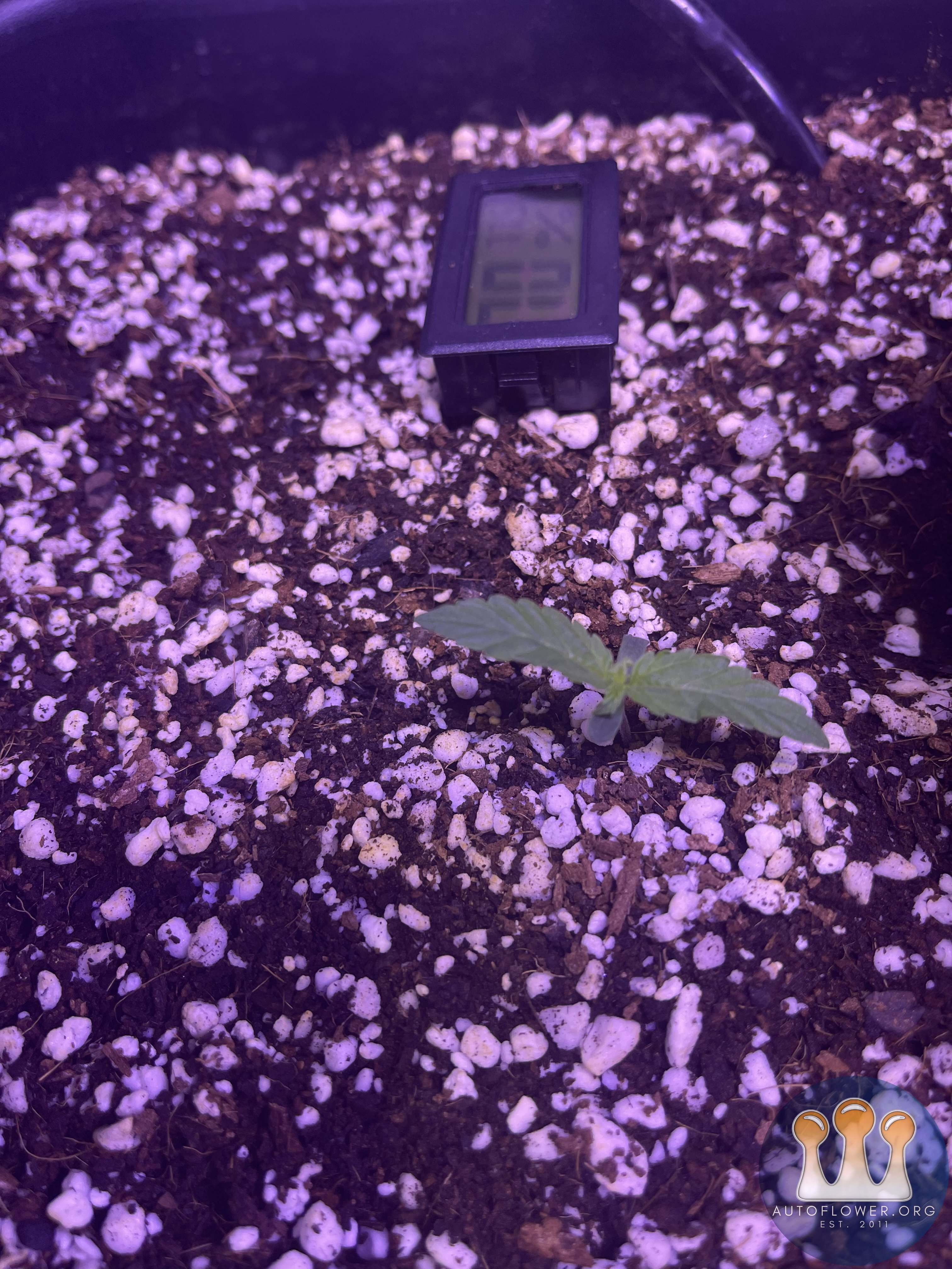 My first autoflower