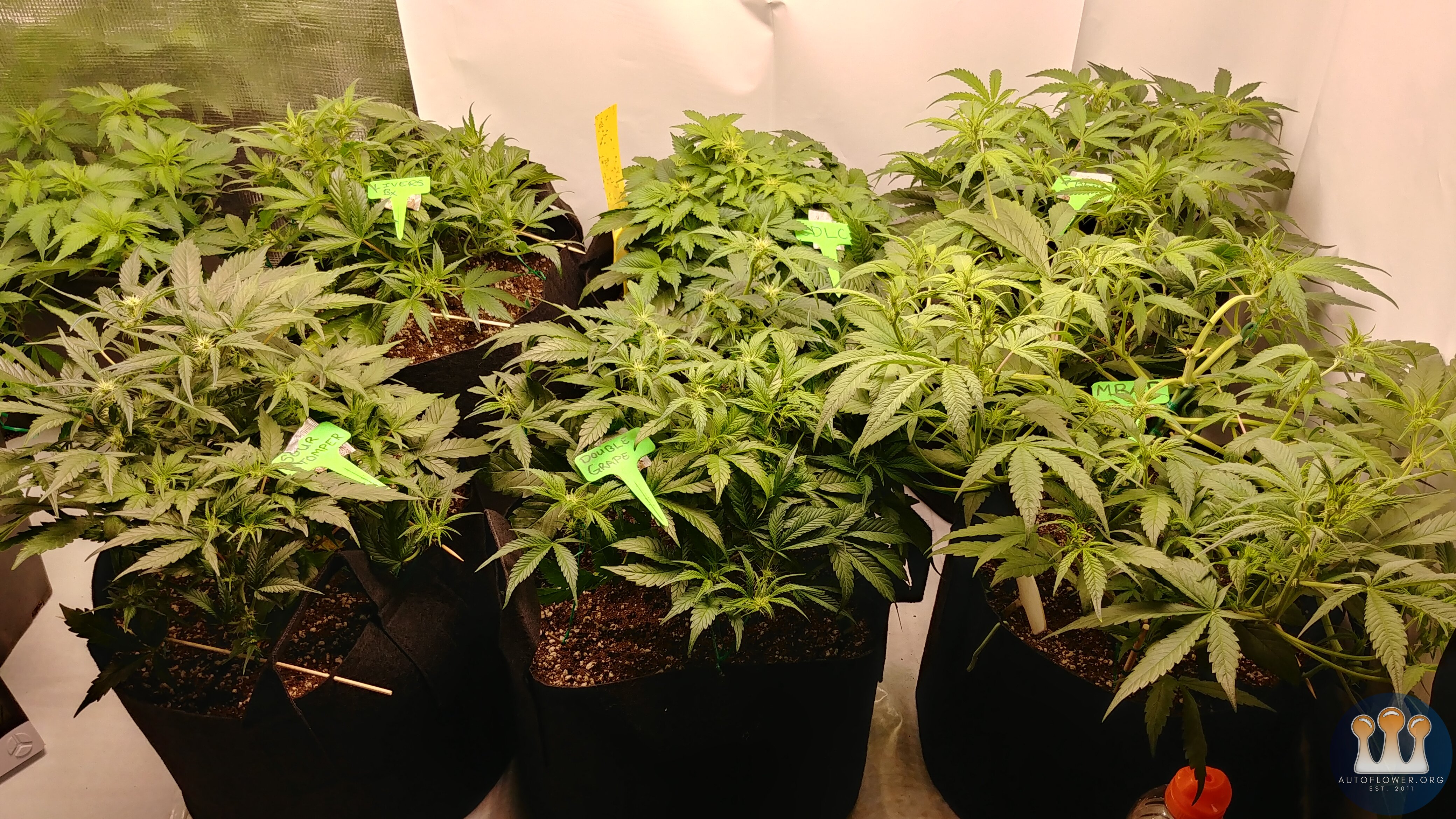 My pack of meph, rocks!