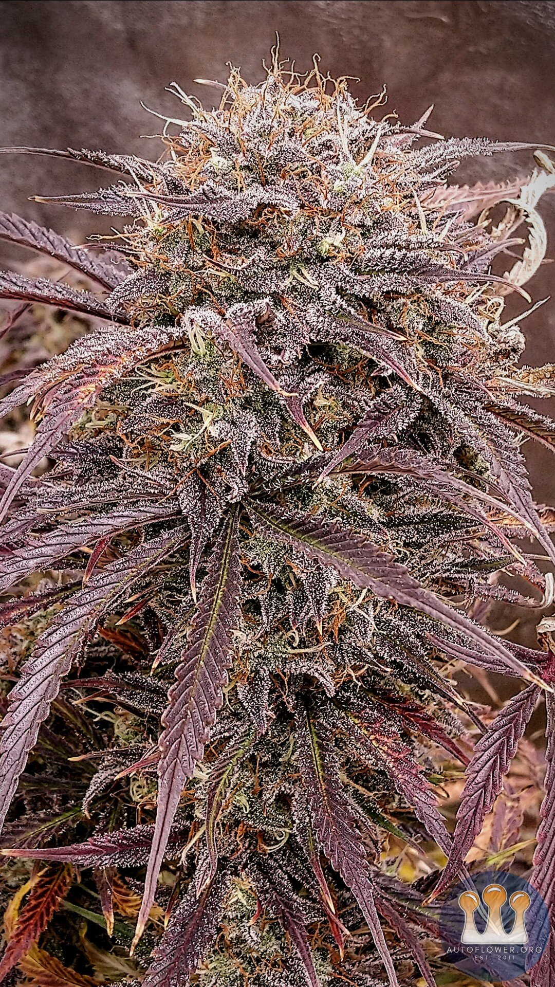 Night Owl Seeds, Star Krunch