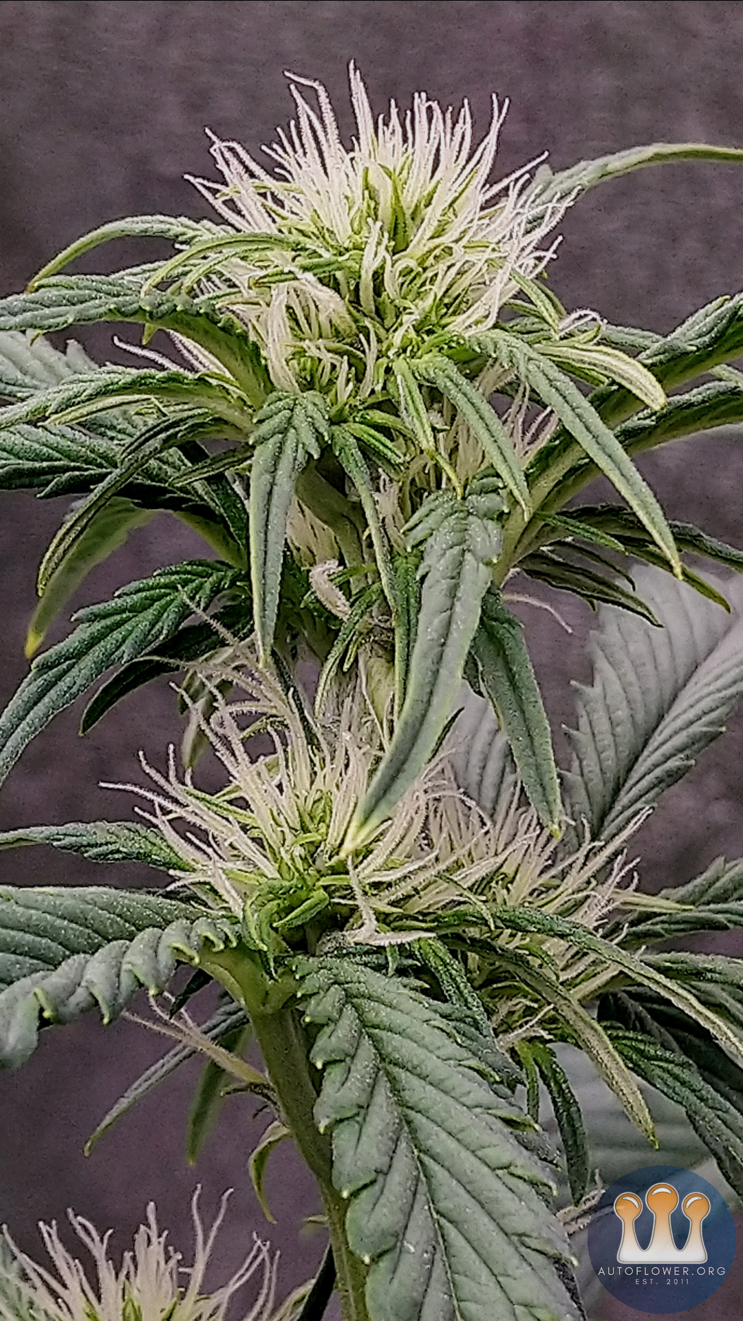 Night Owl Seeds, Star Spangled Banner III