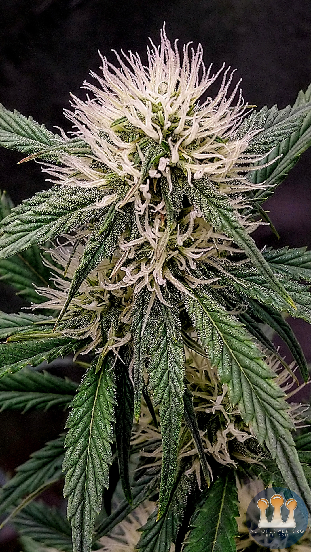 Night Owl Seeds, Star Spangled Banner III