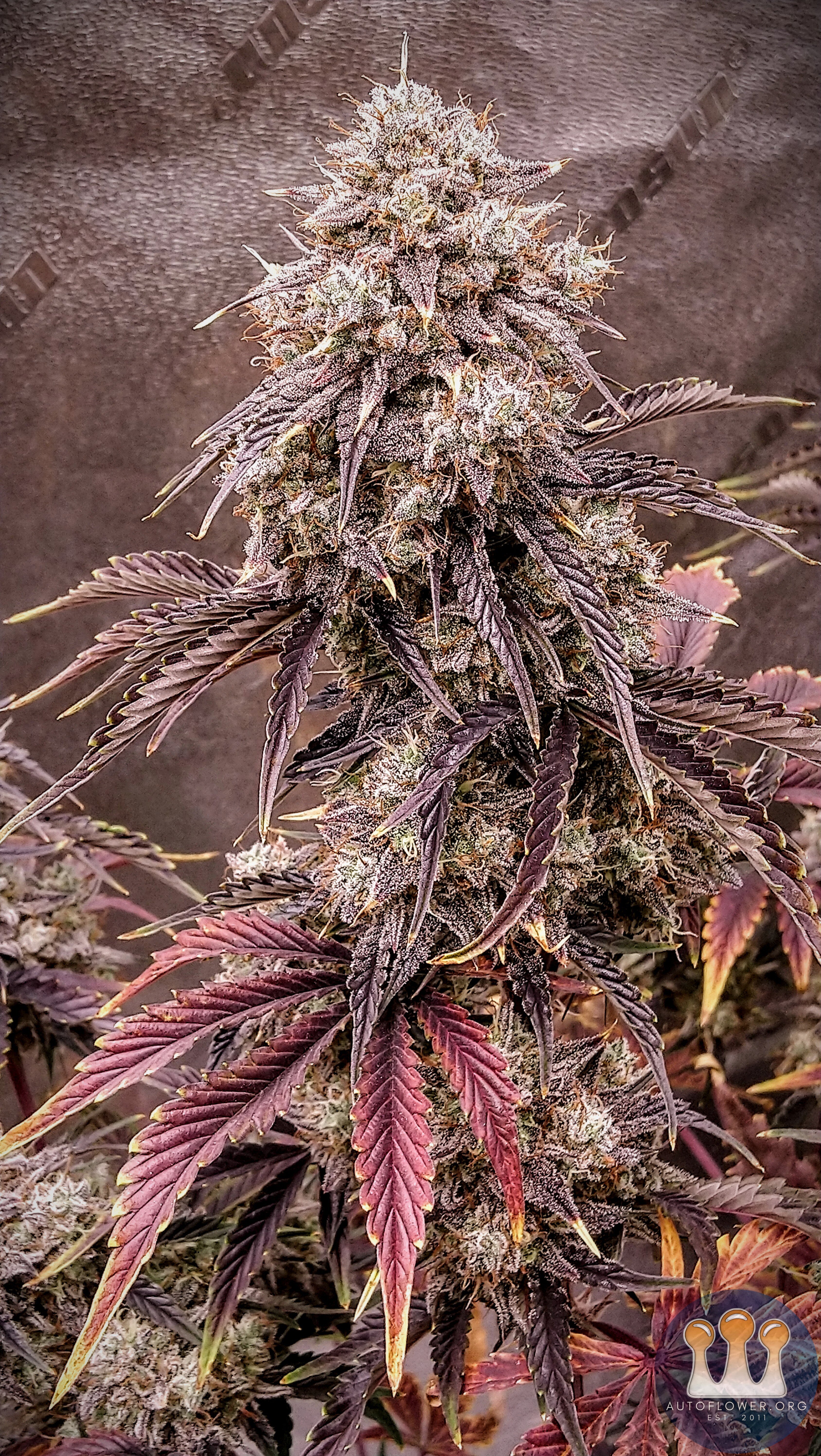 Night Owl Seeds, Star Spangled Banner III