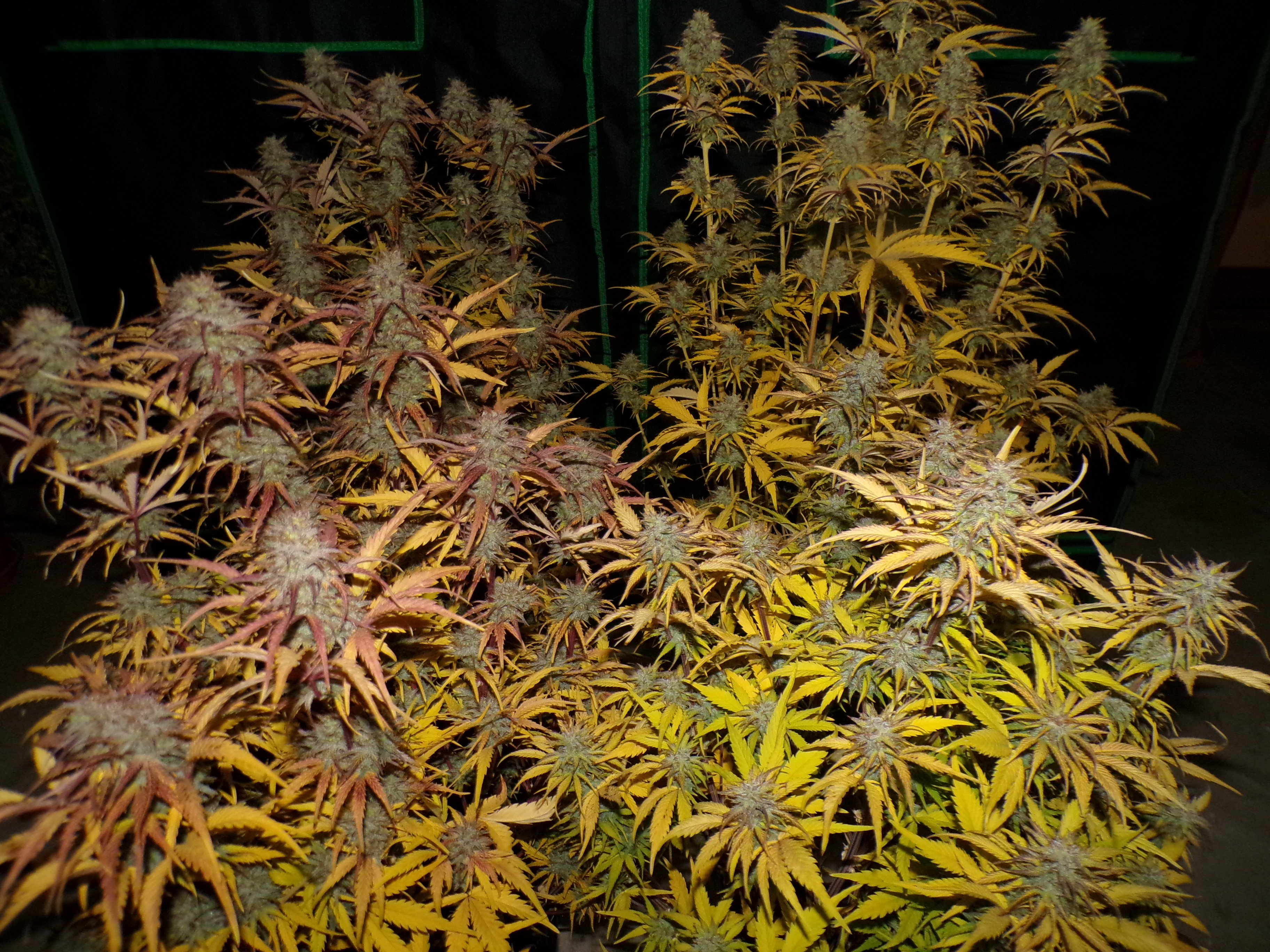 November Reign 1.JPG