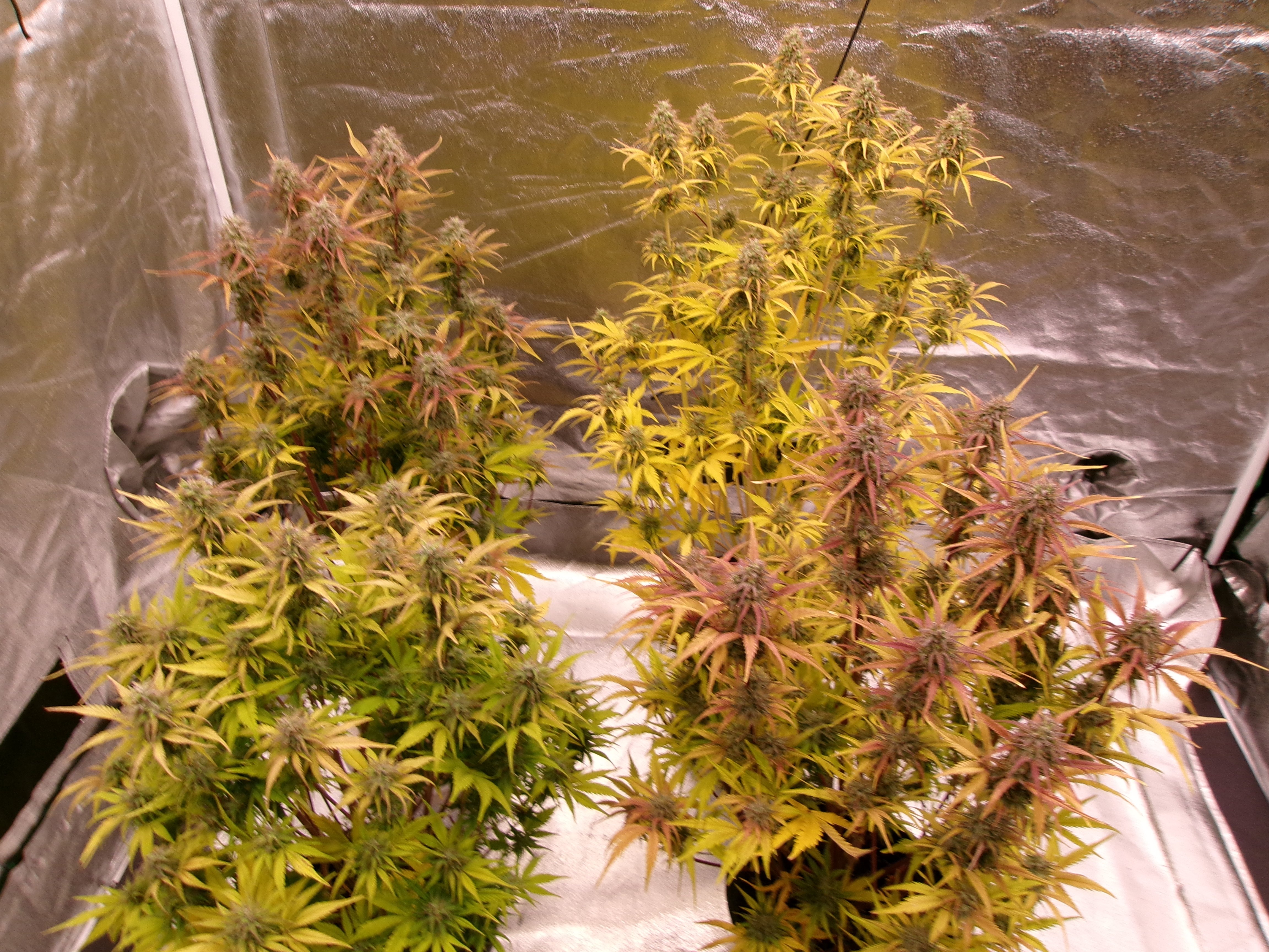 November Reign group.JPG