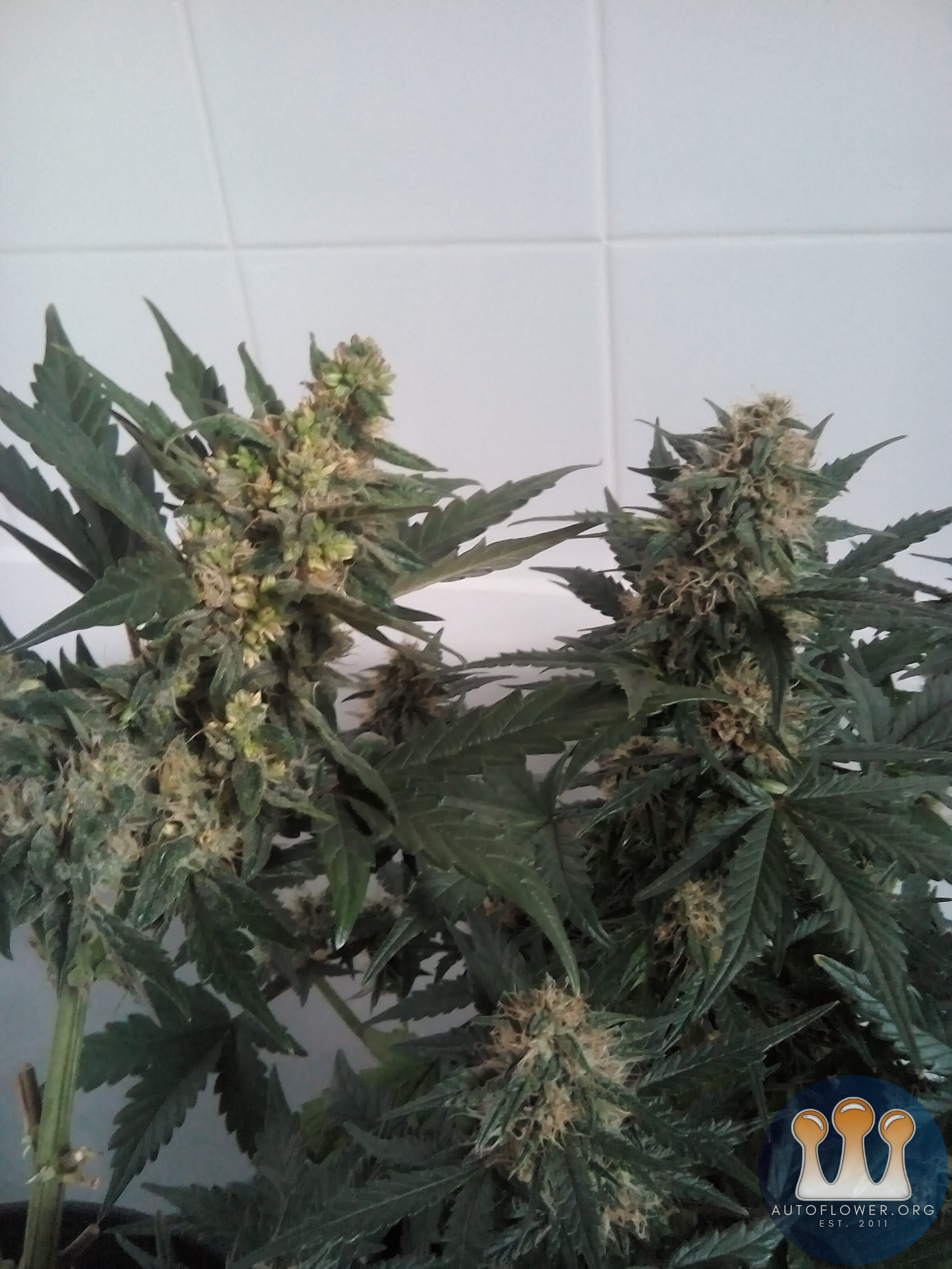 Nuggets second generation male and female