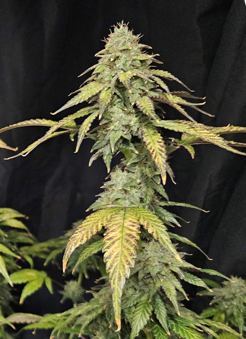 OAxPBB.10_day83_cola.jpg