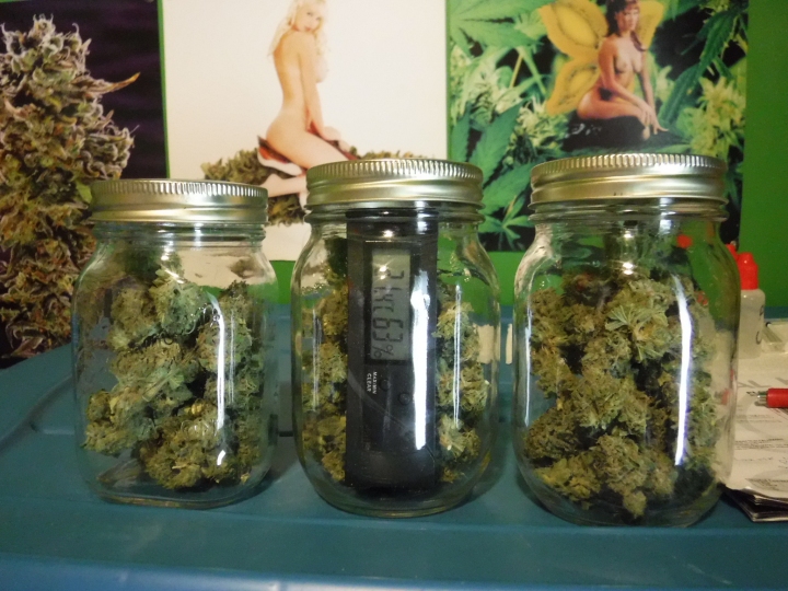 OGKush_A_Harvest_JarsSmall