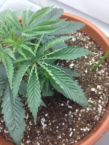 OGKush_PlantA_24DaysSmall