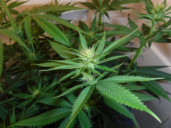 OGKush_PlantA_60DaysBSmall