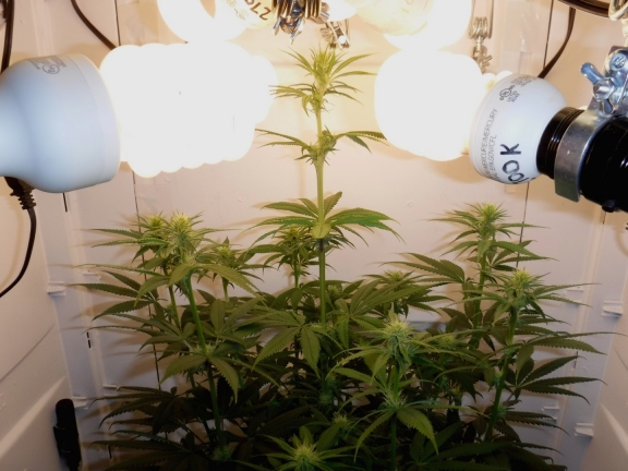 OGKush_PlantA_63DaysBeforeBendOver_small