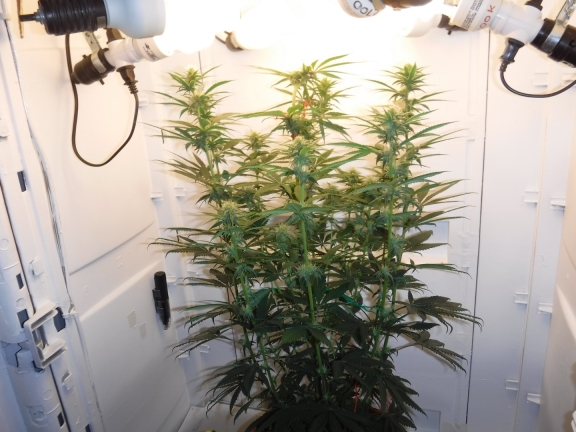 OGKush_PlantA_68DaysBsmall