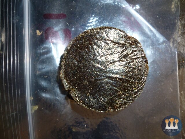 P1040084 (640x480).jpg