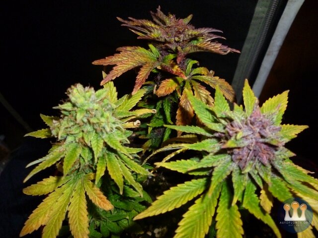 P1040338 (640x480).jpg