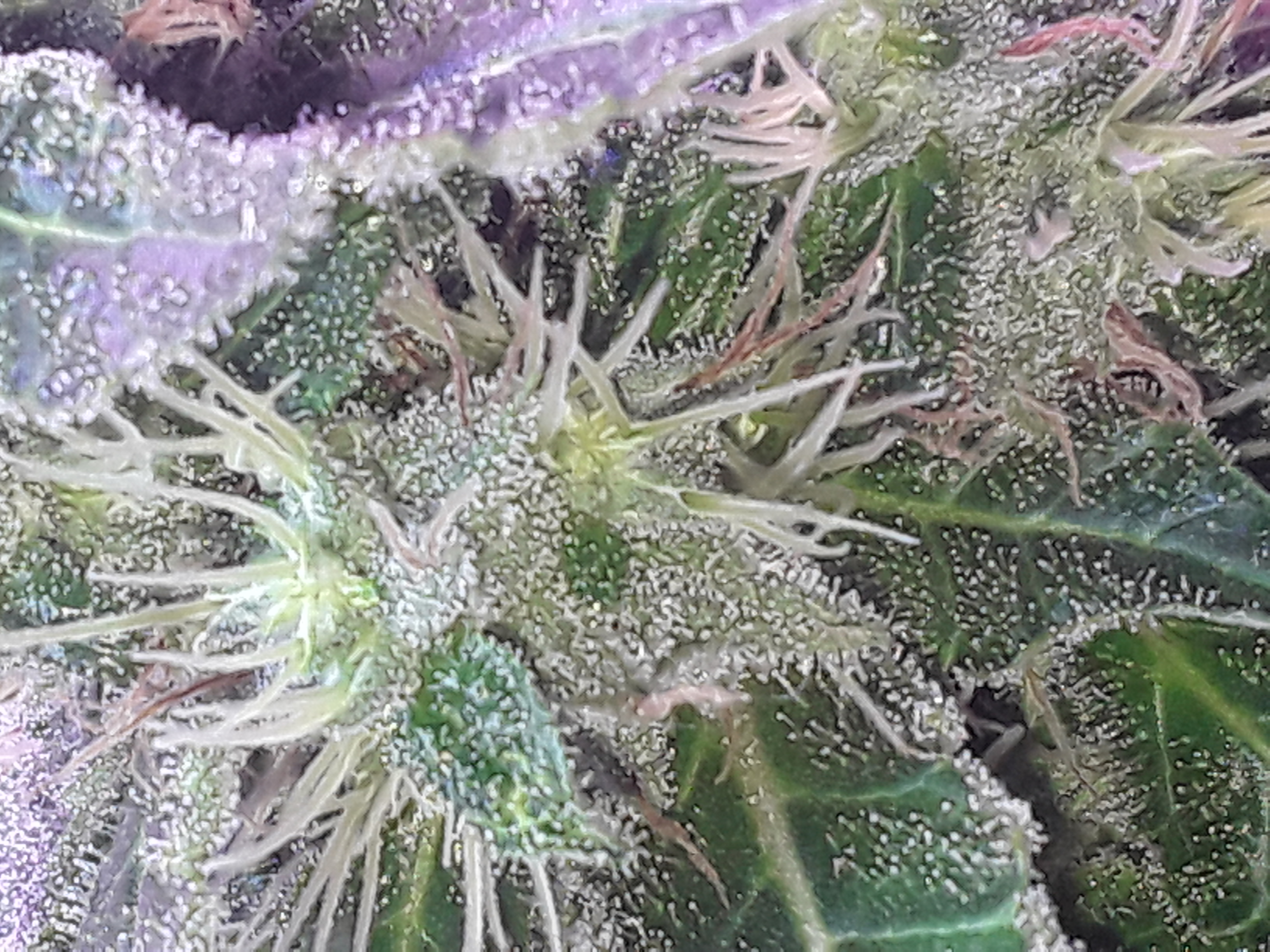 Picture_20194402044433