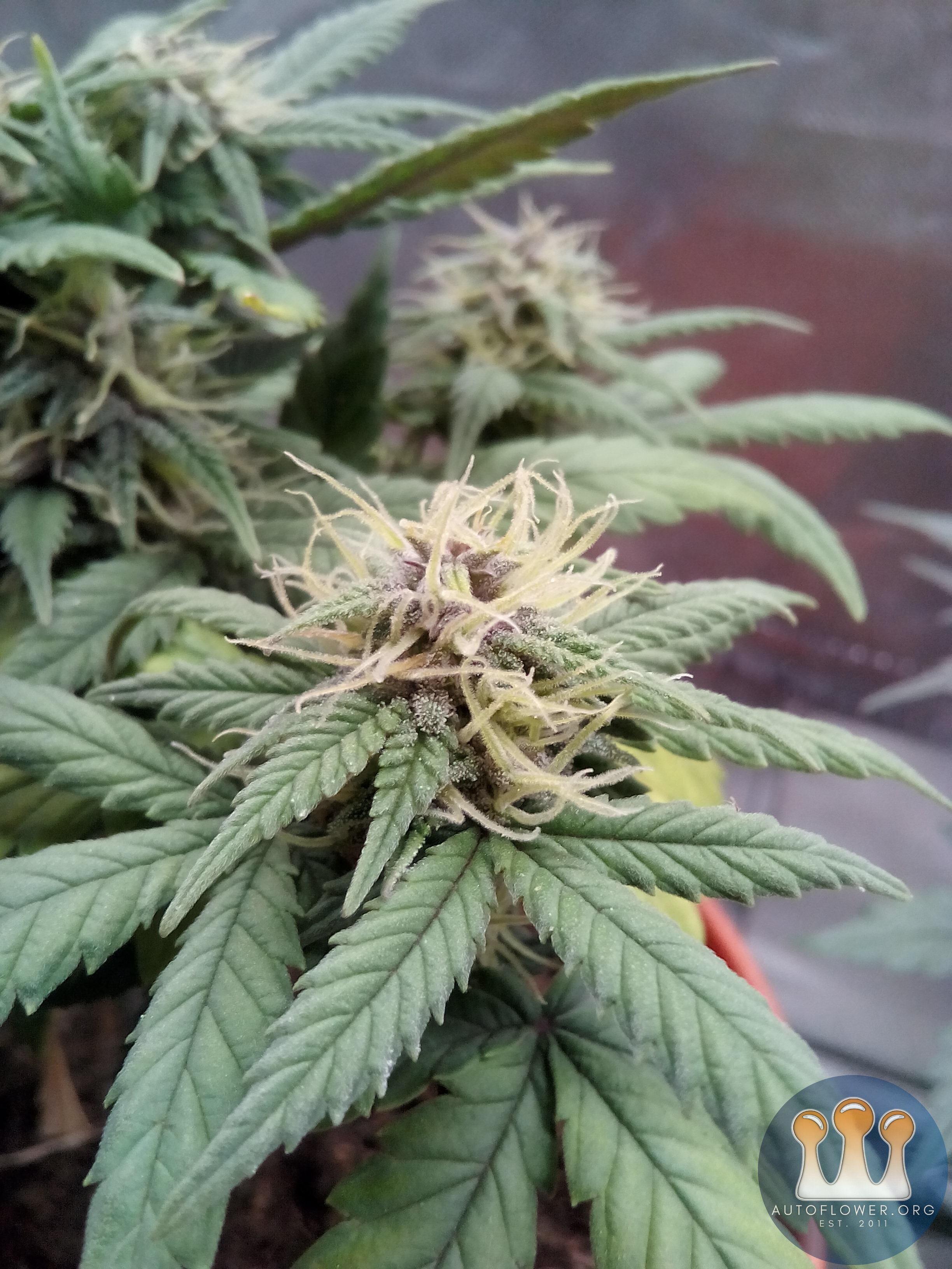 Purple pheno of nuggets.