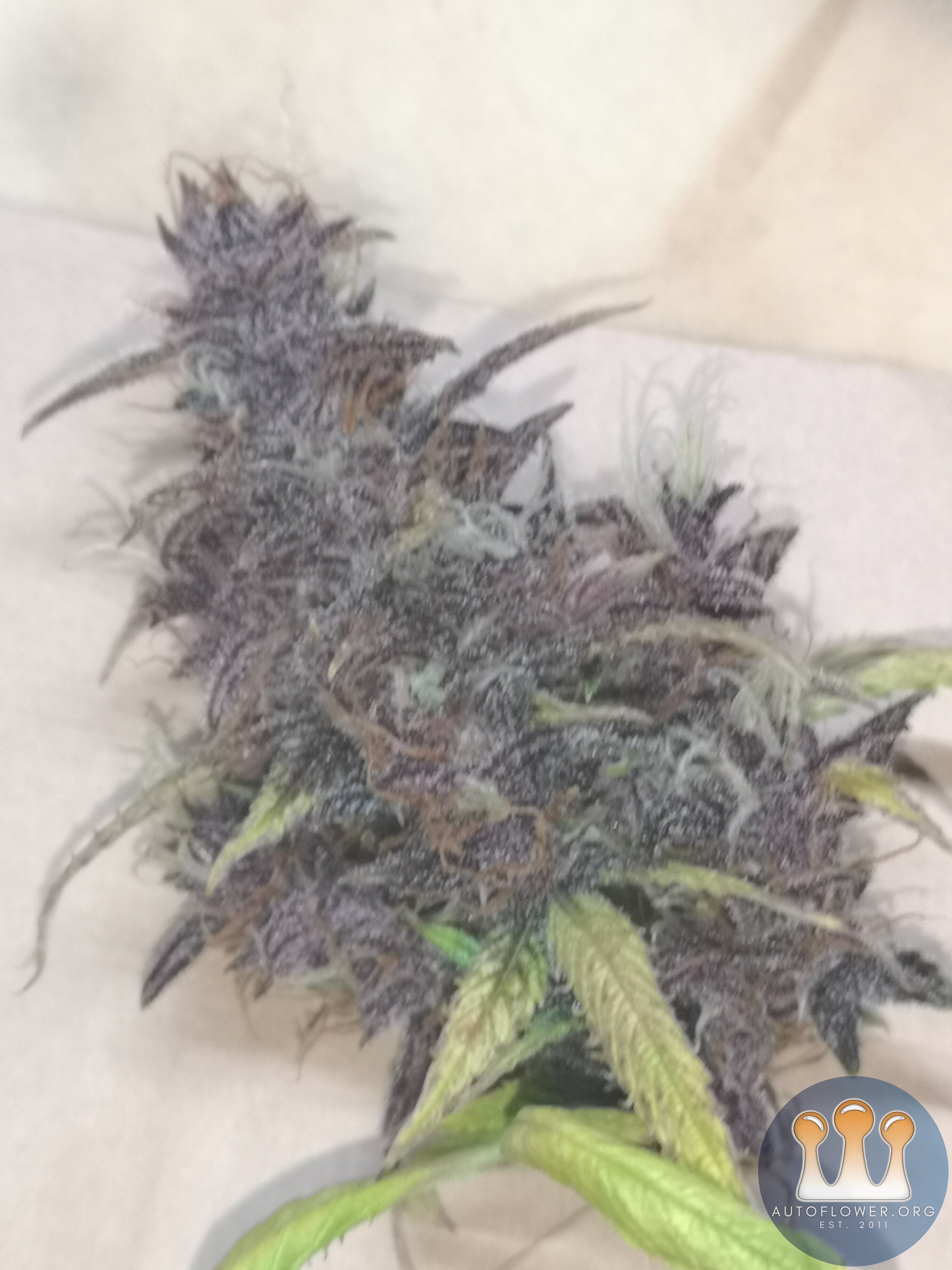 Purple Punch Sample - Day 73