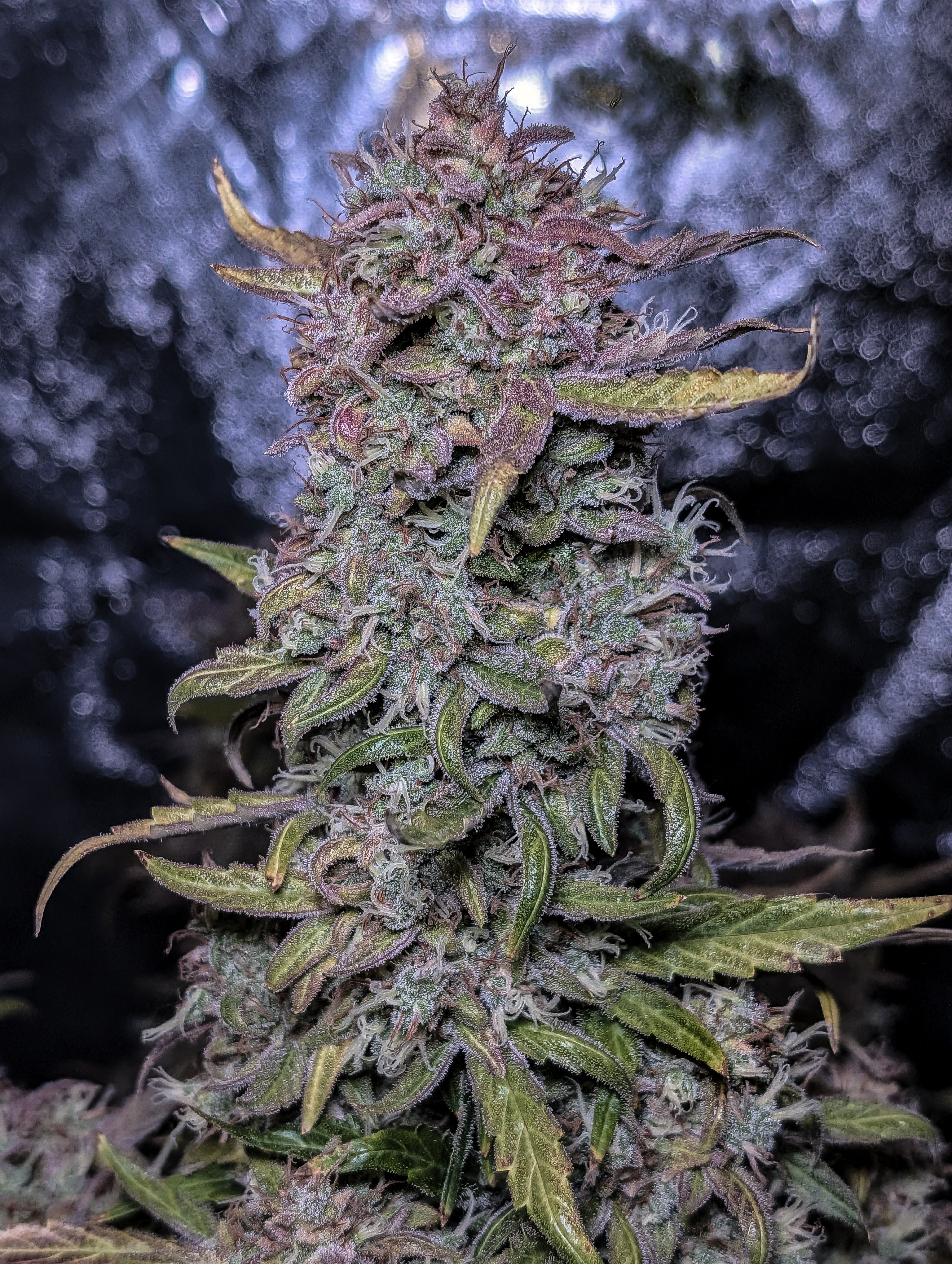 PXL_20250429_180320881 (4).jpg