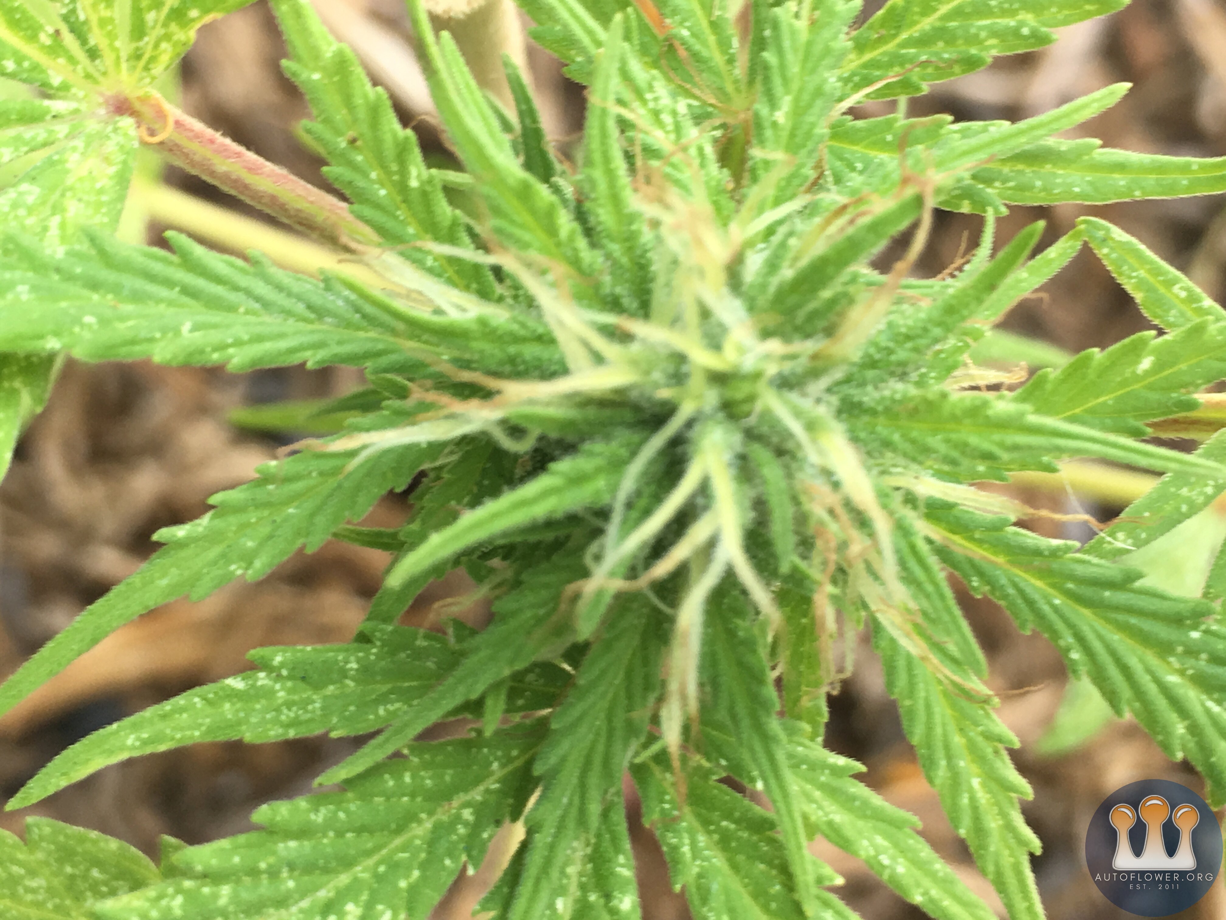 RQS NORTHERN LIGHTS AUTO 7.5 weeks from germination.