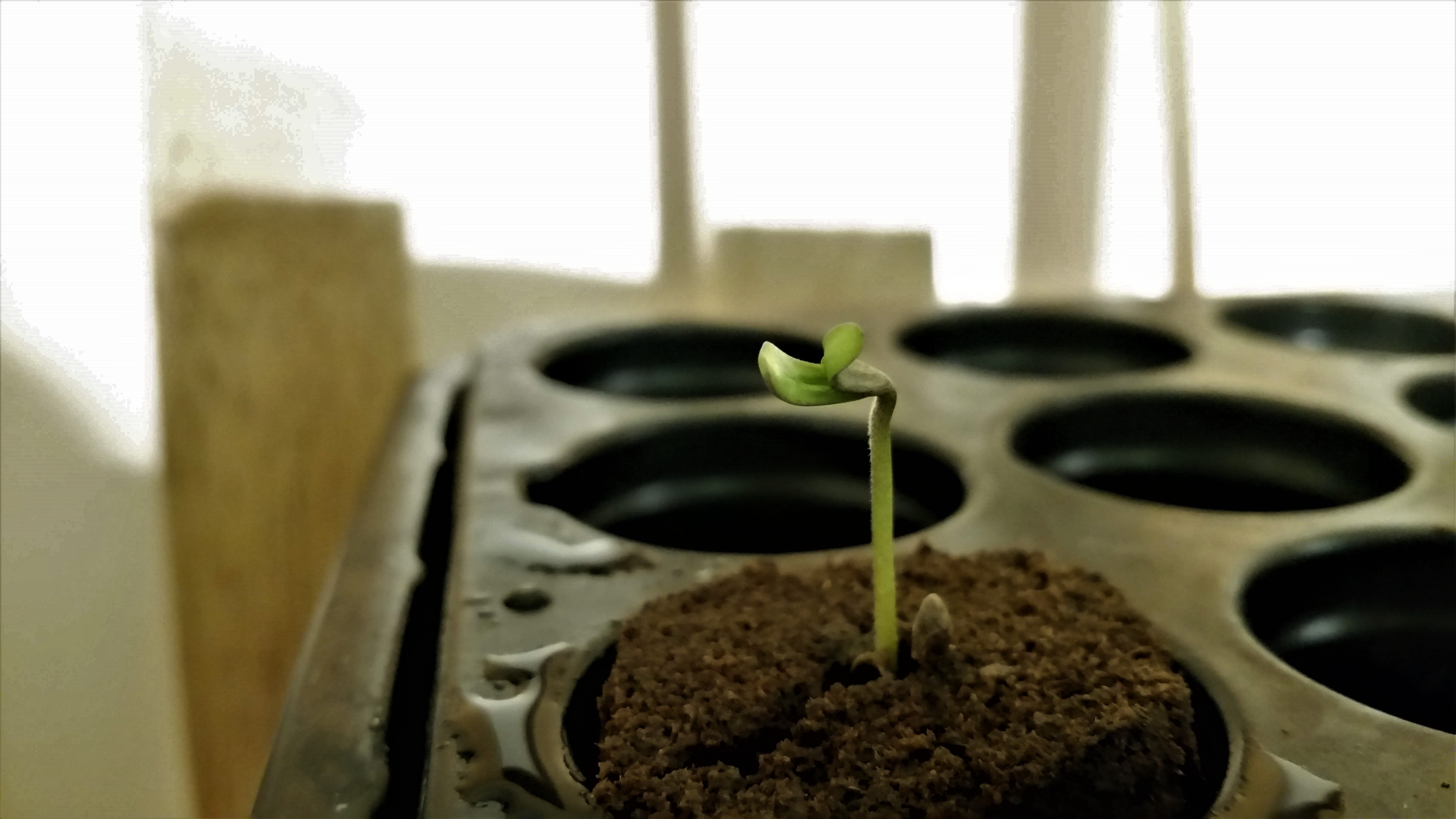Seedling_in_plug