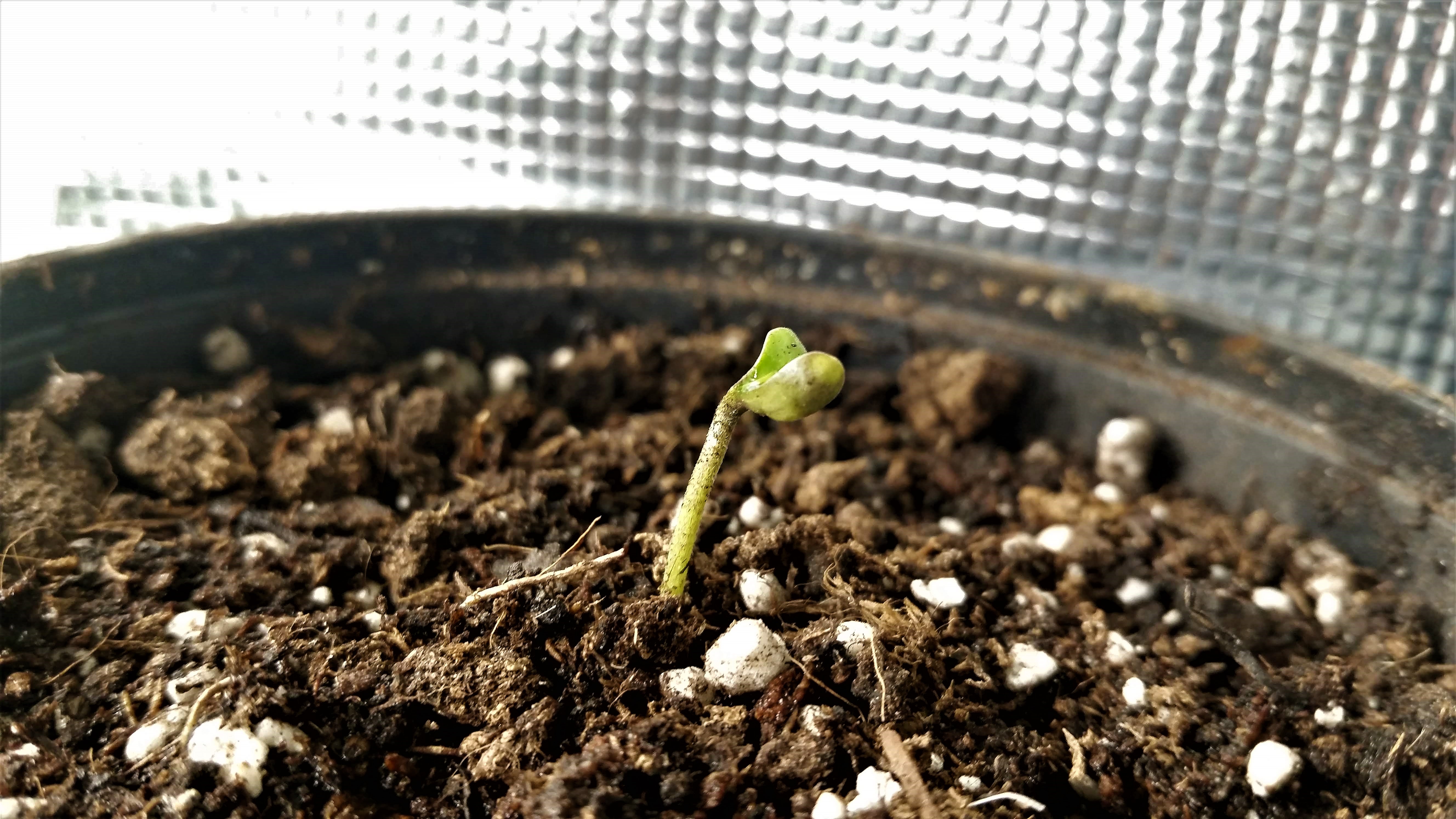 Seedling_new_home