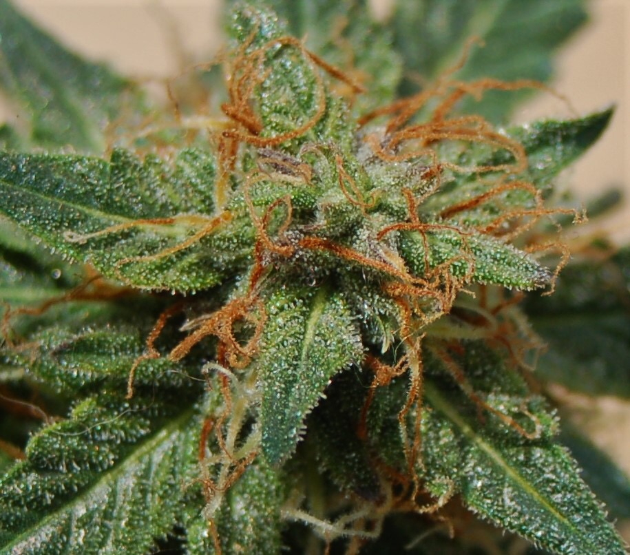 Seedsman onyx day 70