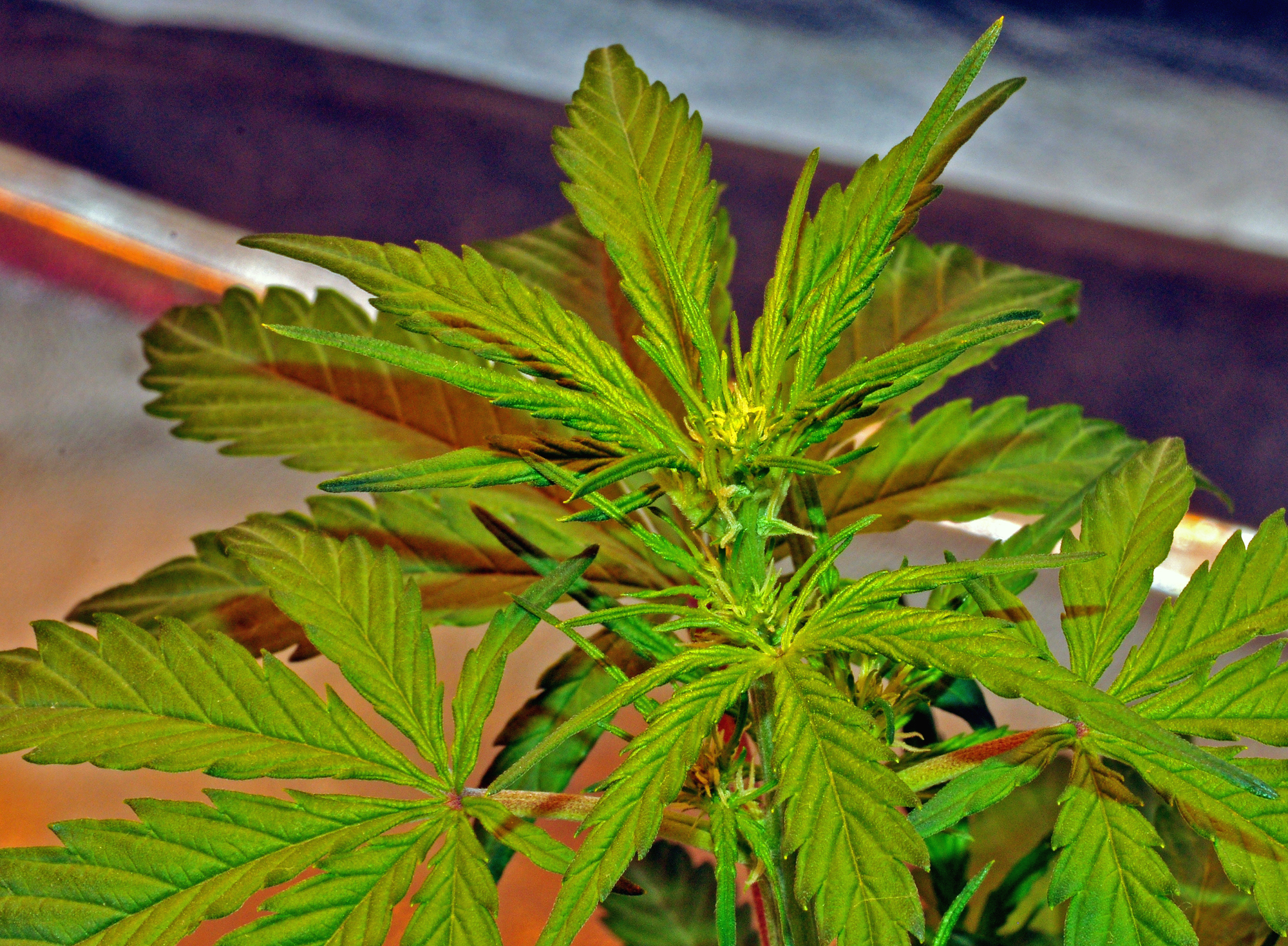 SixShooter12-13-16-1