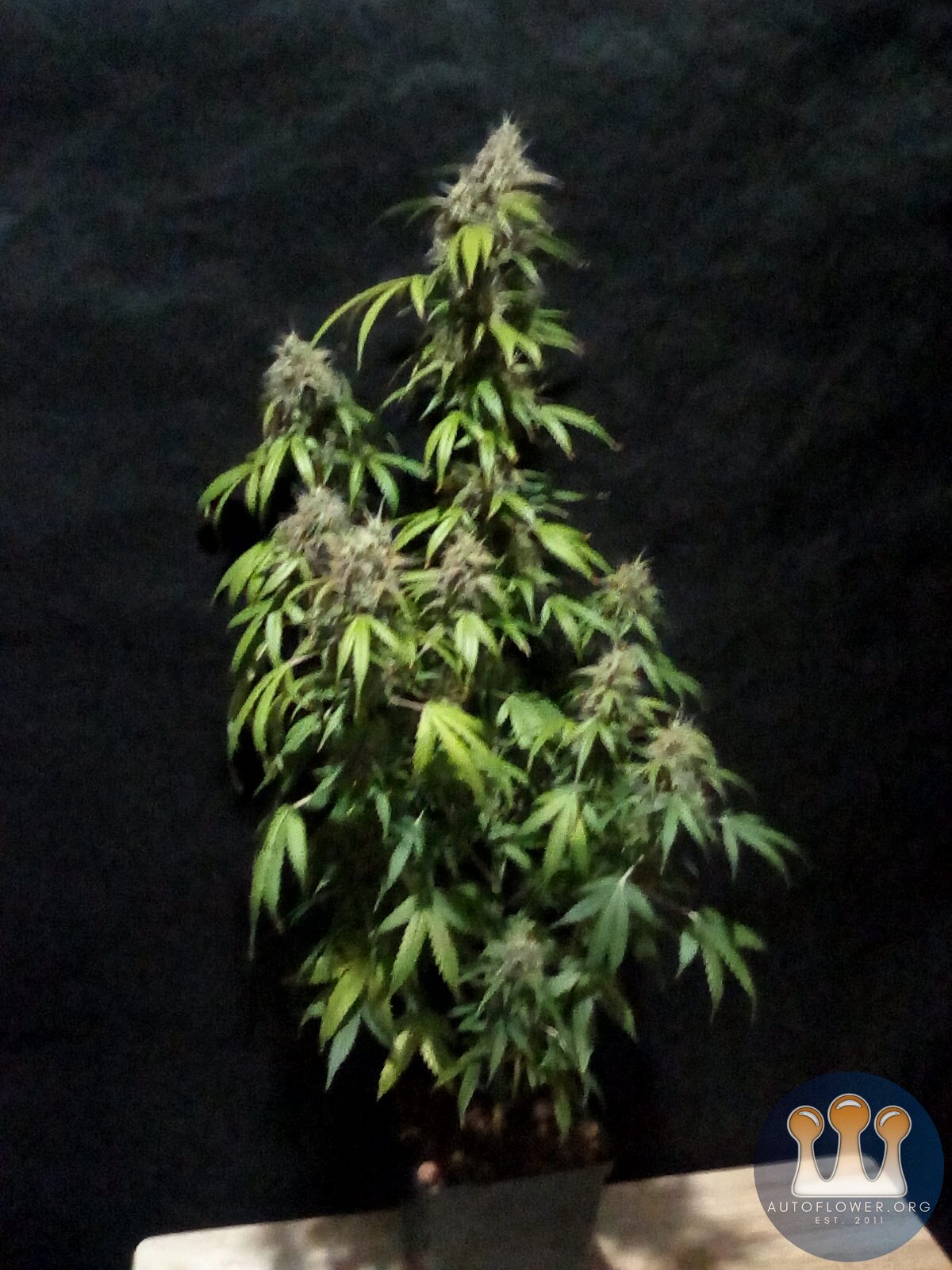 Skunk x Kush one ltr pot.