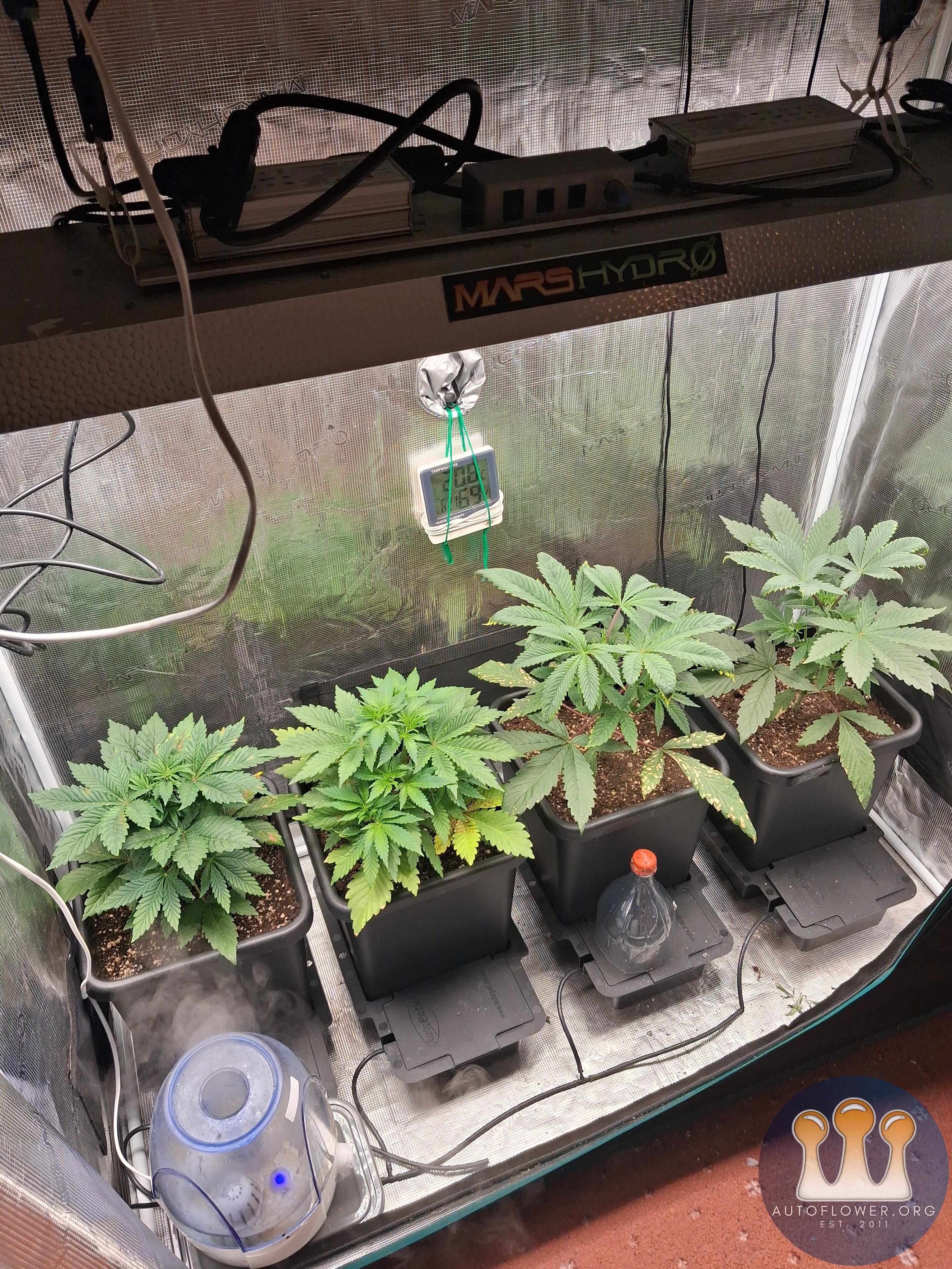 Slush mint cake & Jealousy