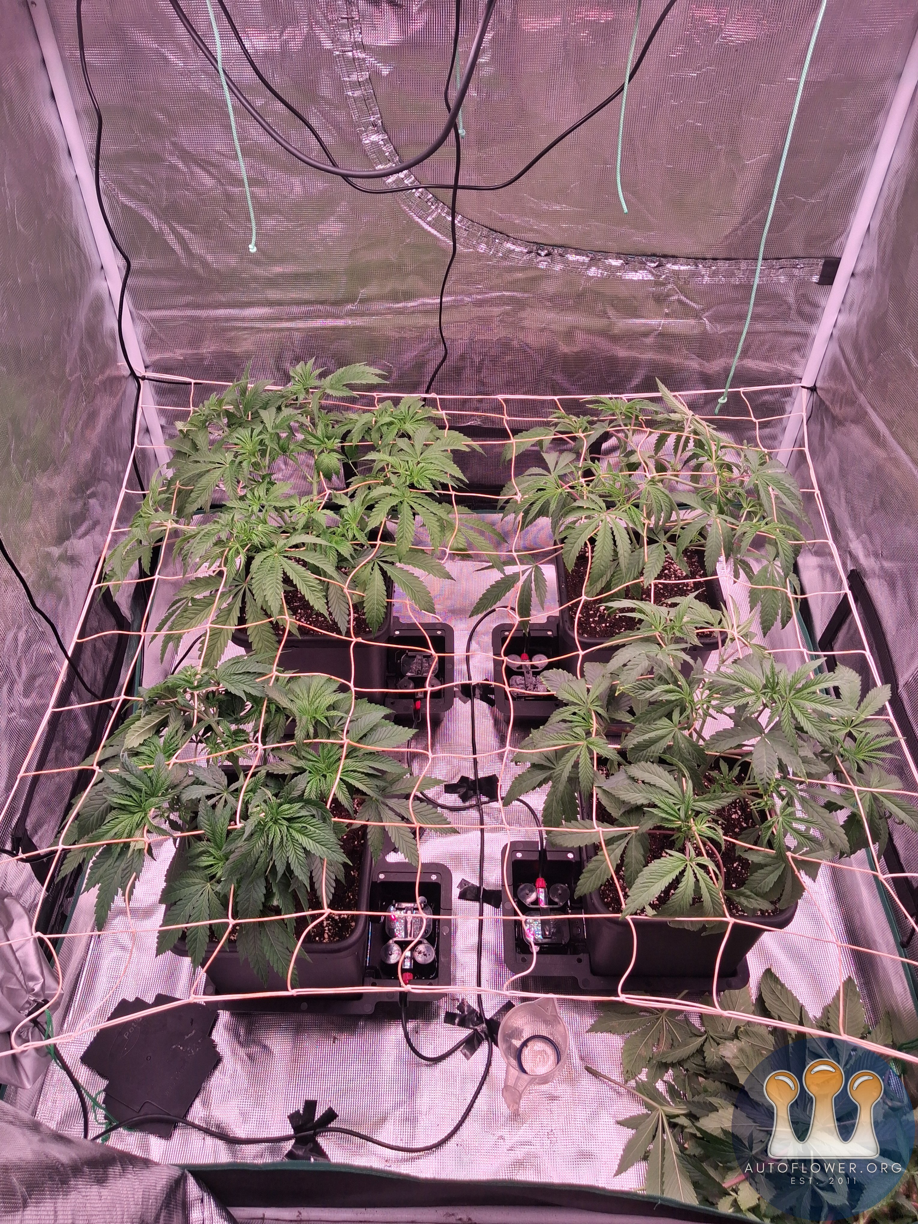 Slush mint cake & Jealousy