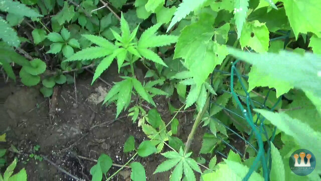 snapshot_005 copy.jpg