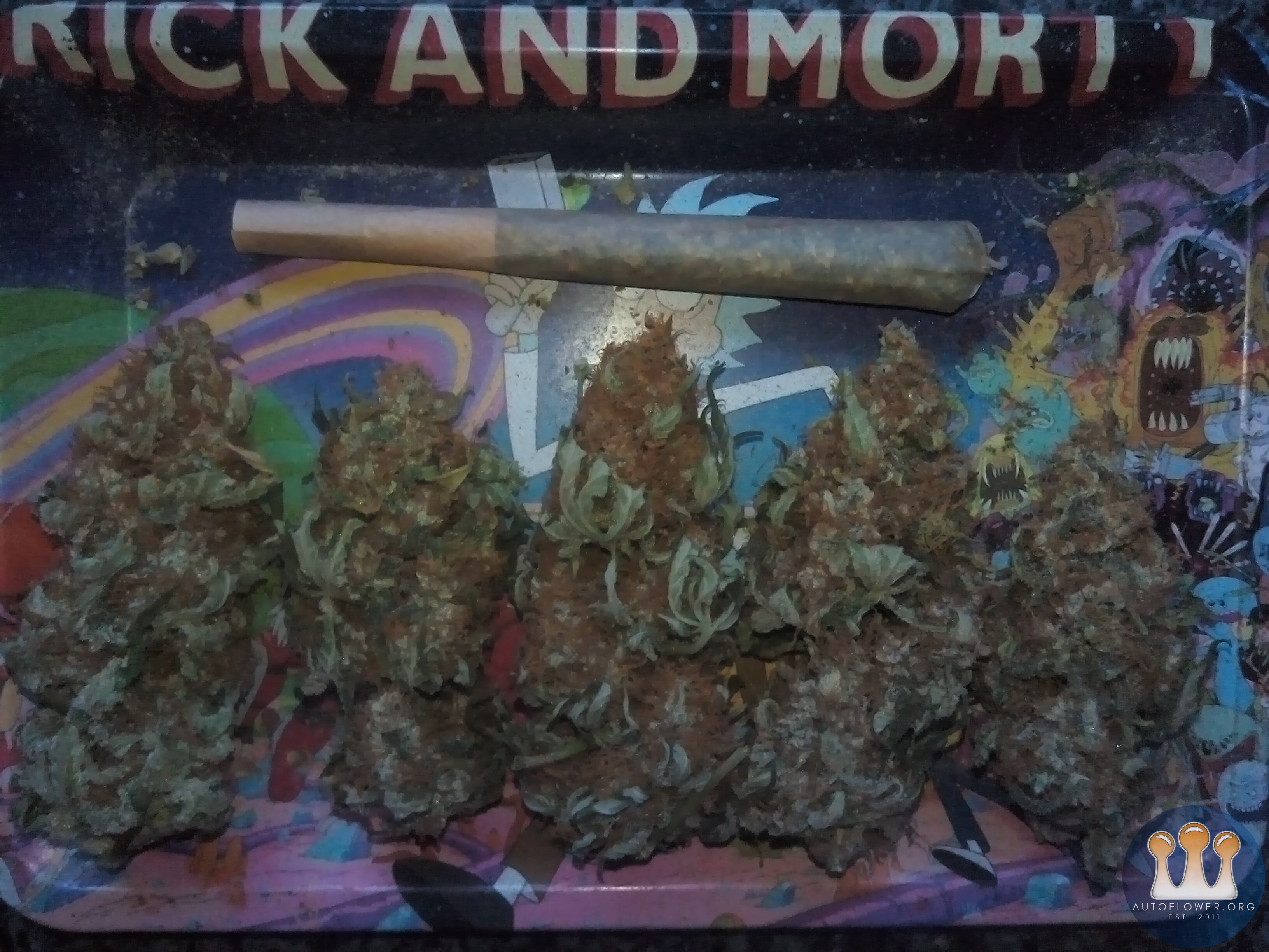 Special kush .  50 days from seed . small sea of green strain