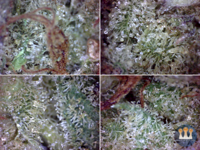 SQdC - TGOD, Highly Dutch Organic - Amsterdam Sativa - Direct from bag...