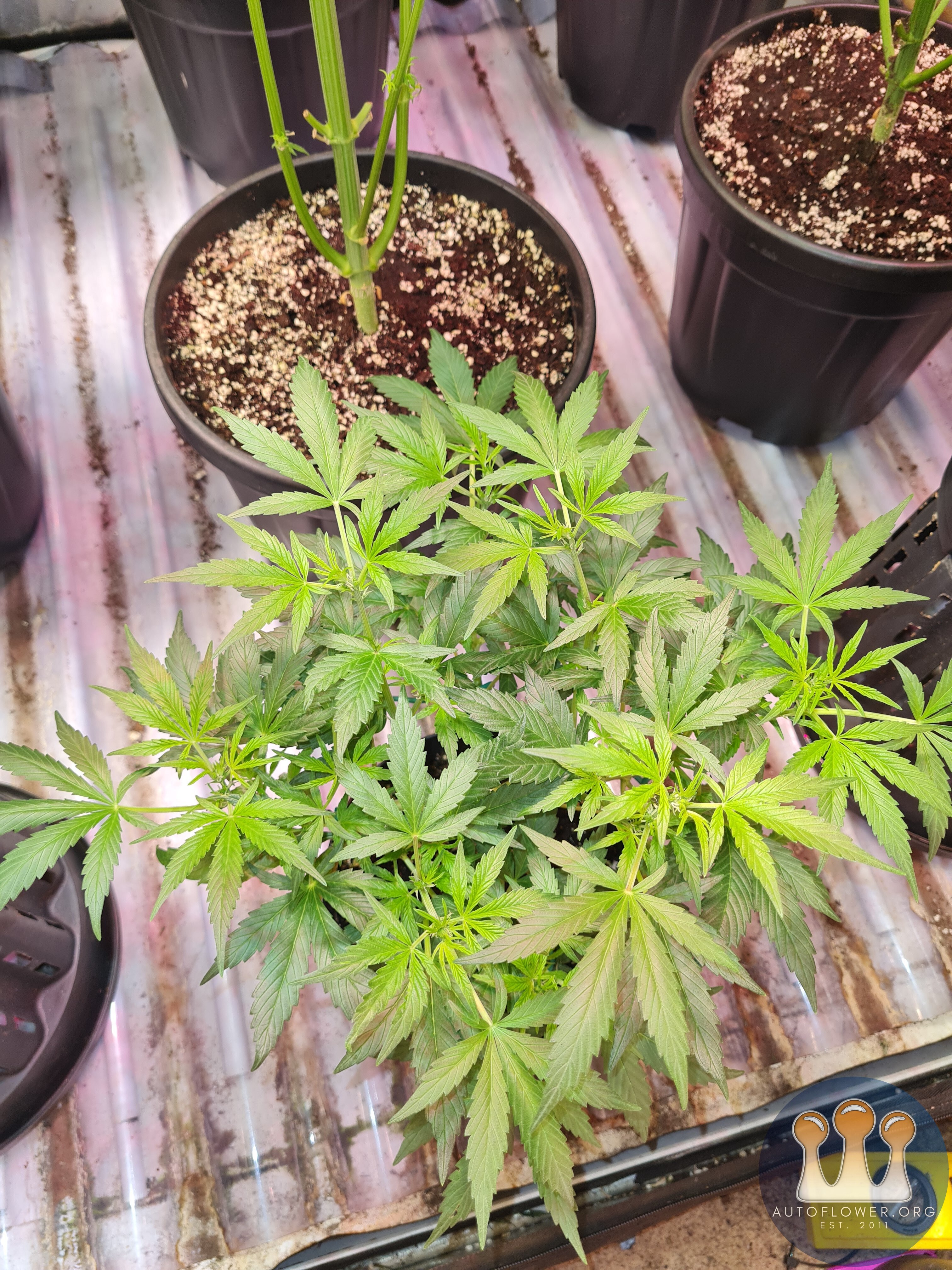 Strawberry banana auto