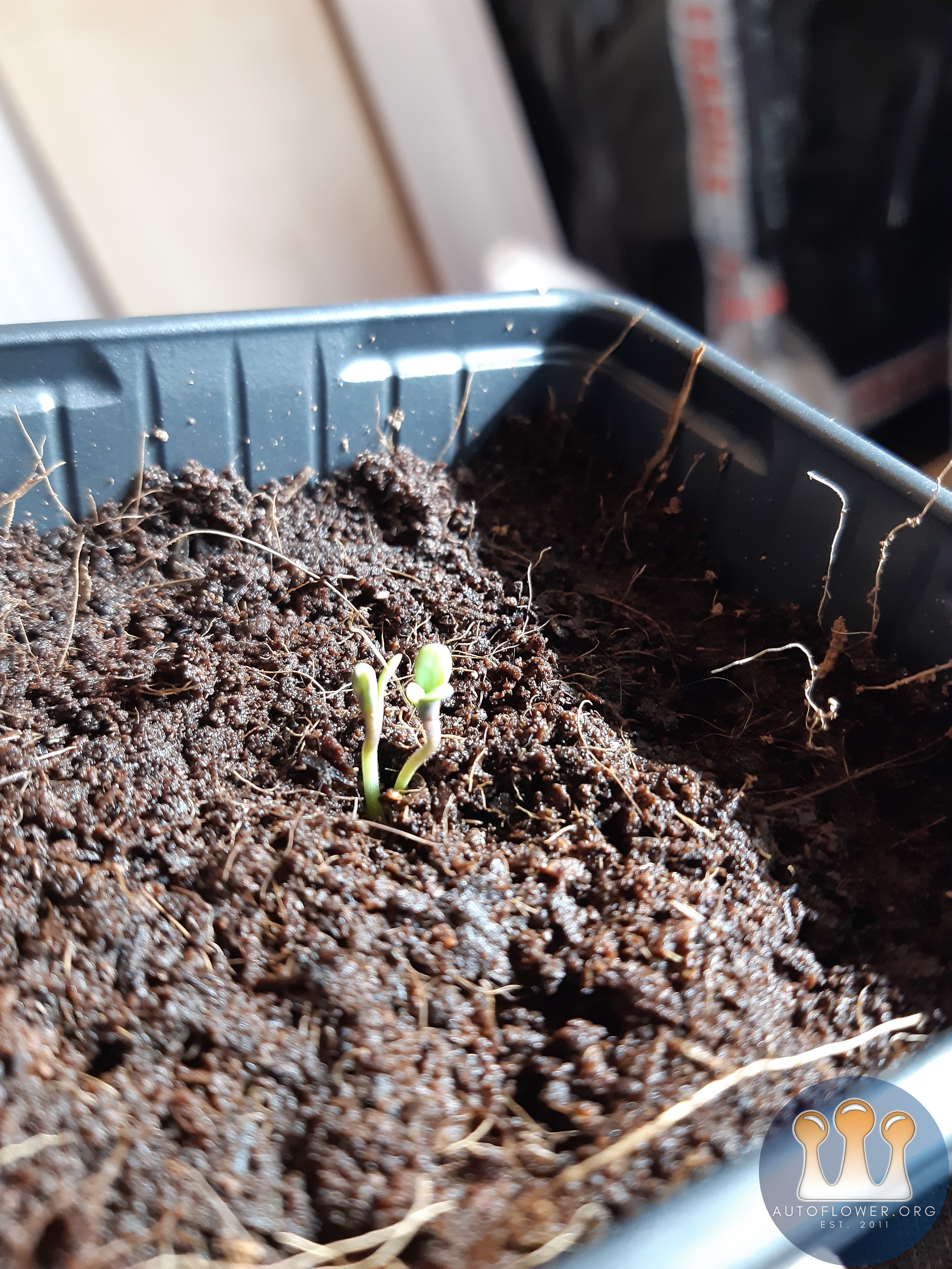 Strawberry chemdawg og