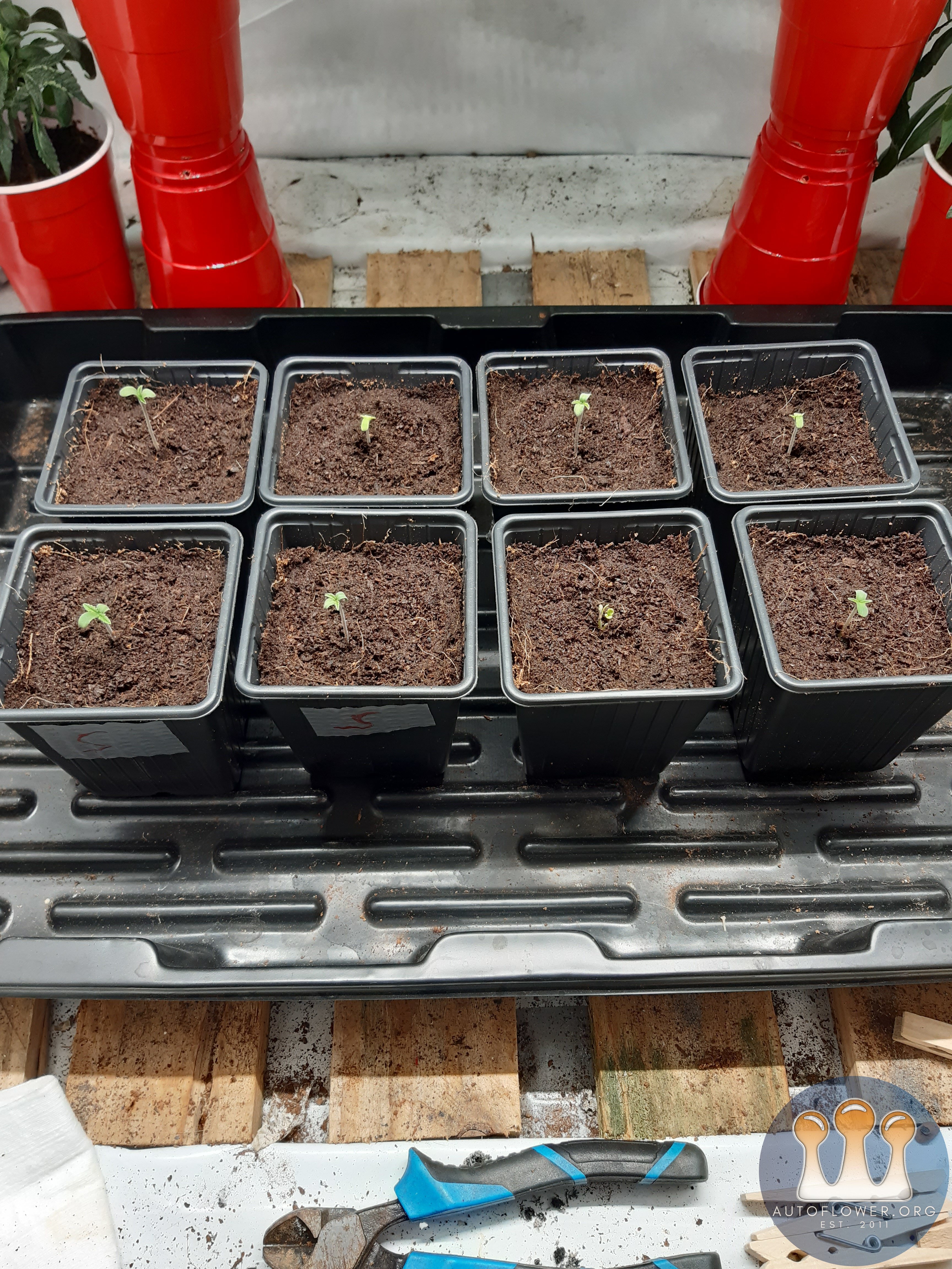 Strawberry chemdawg og