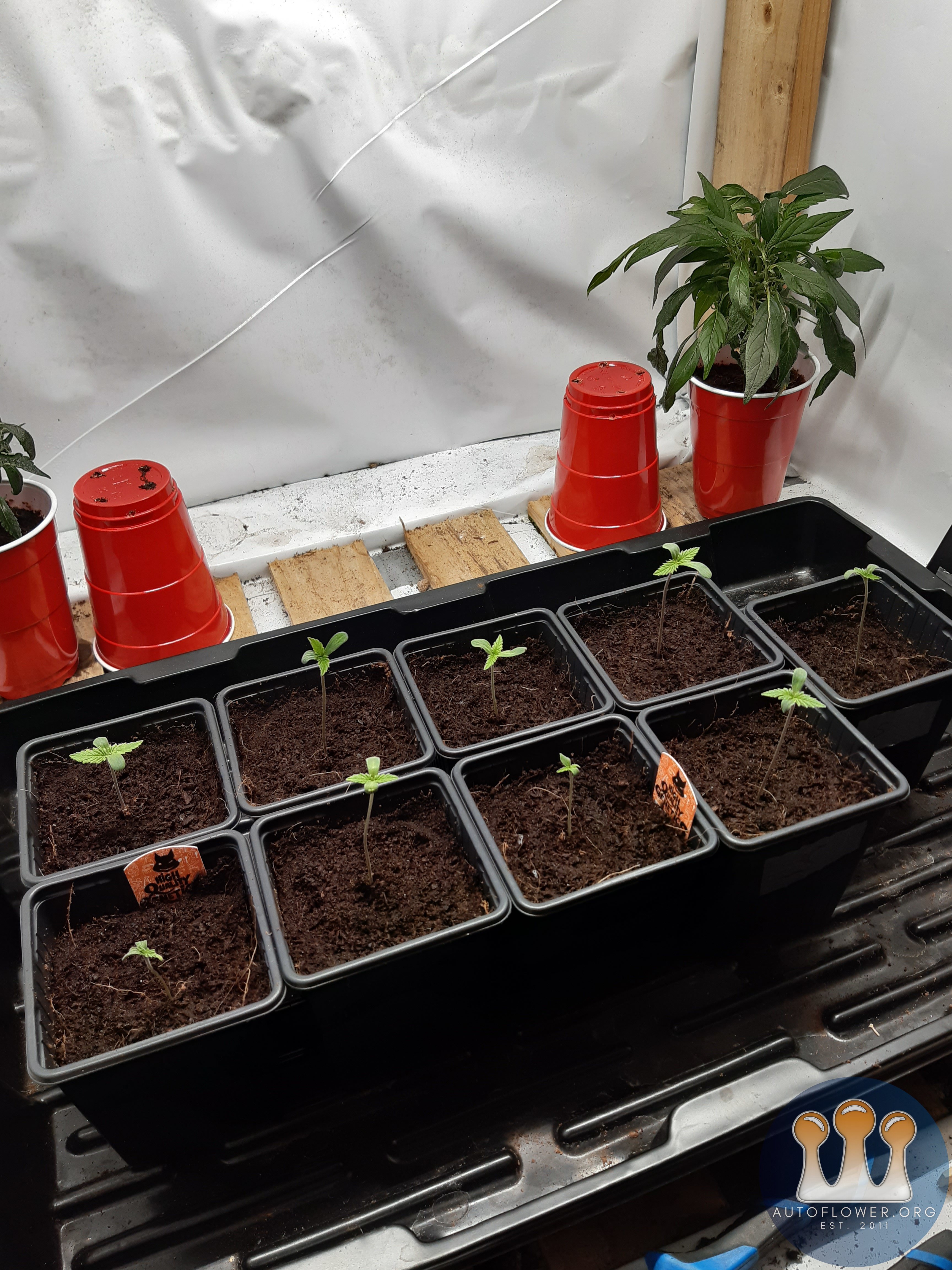 Strawberry chemdawg og