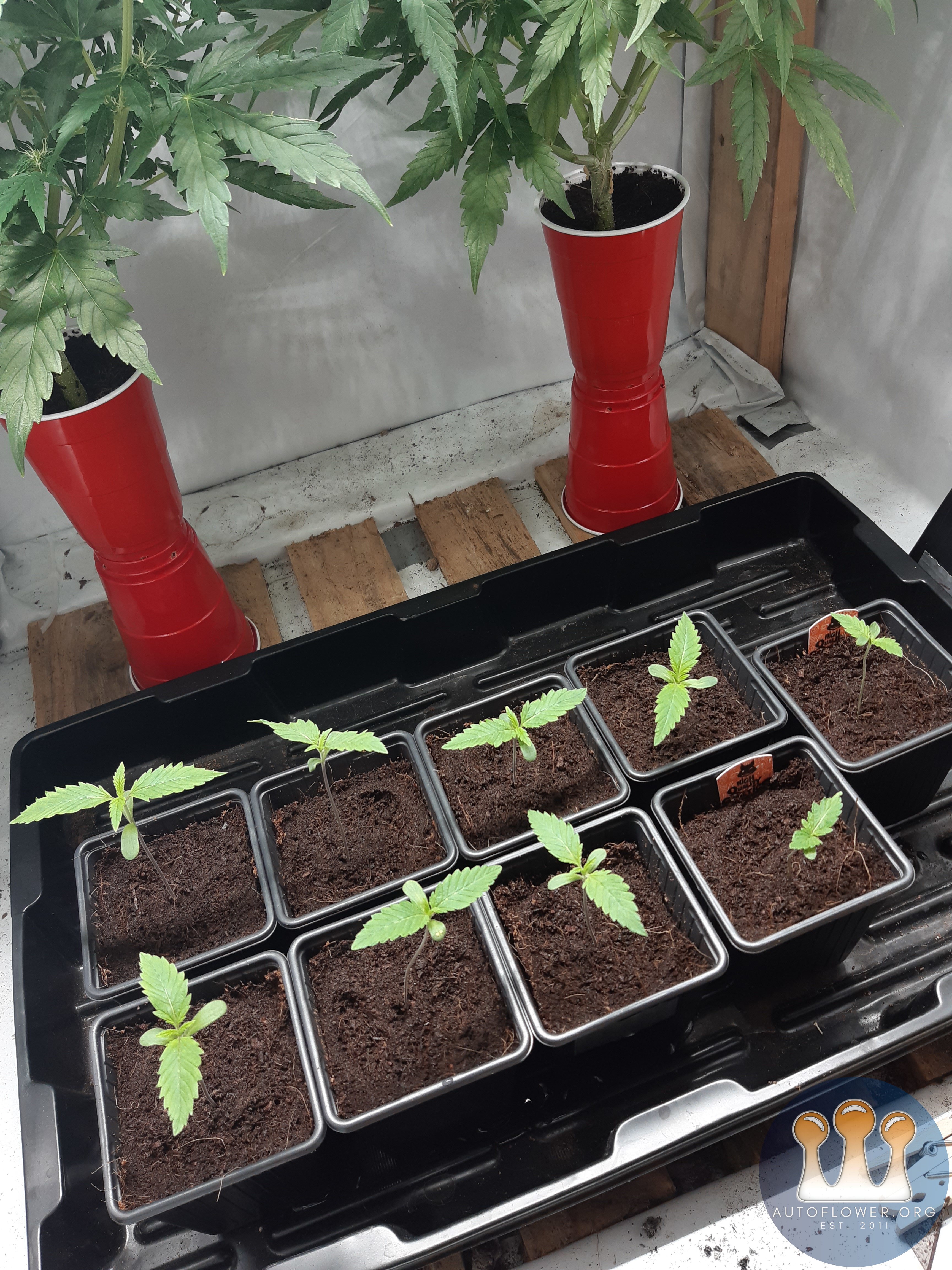 Strawberry chemdawg OG