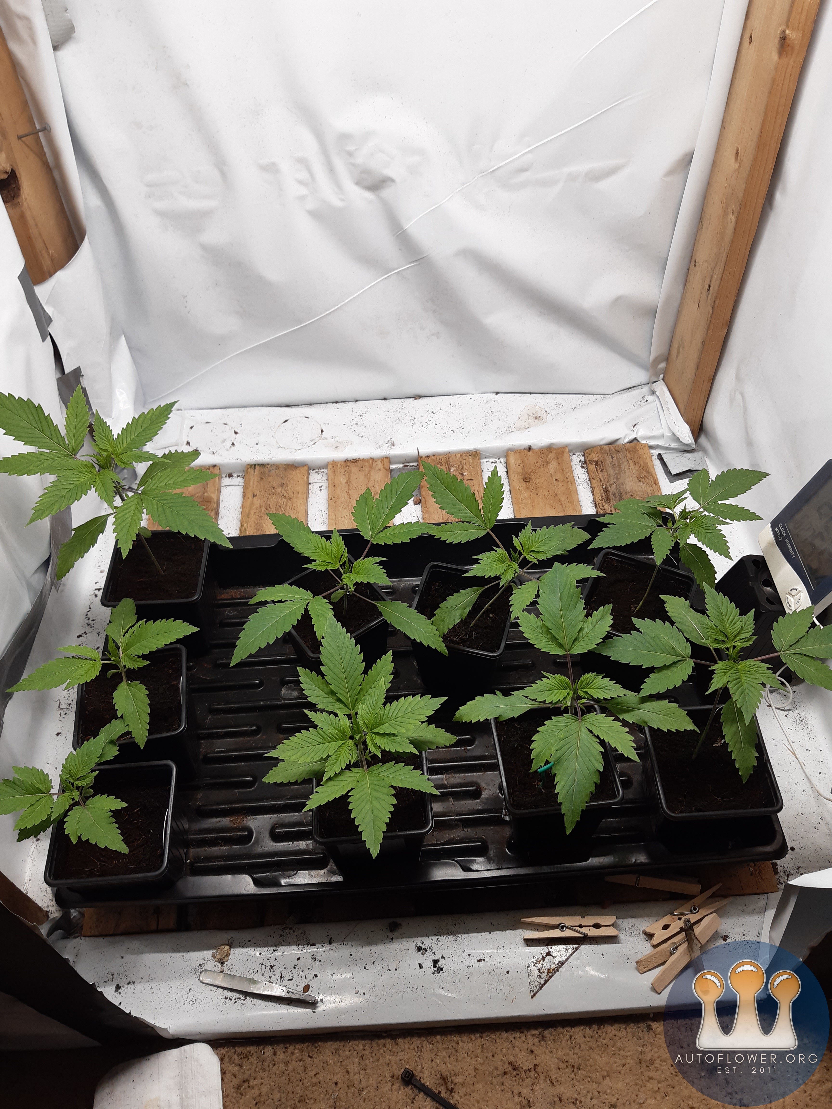 Strawberry chemdawg OG