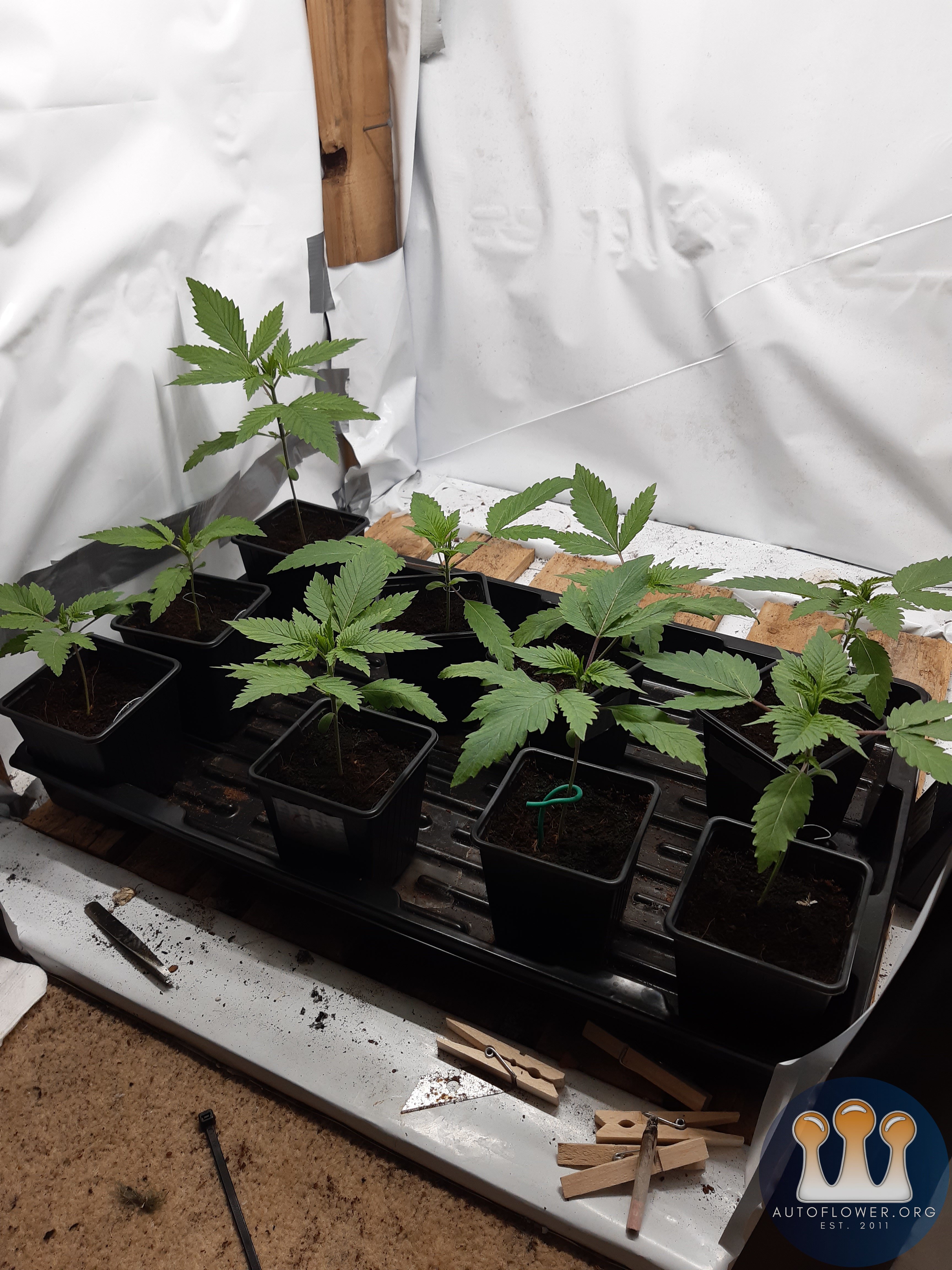 Strawberry chemdawg OG