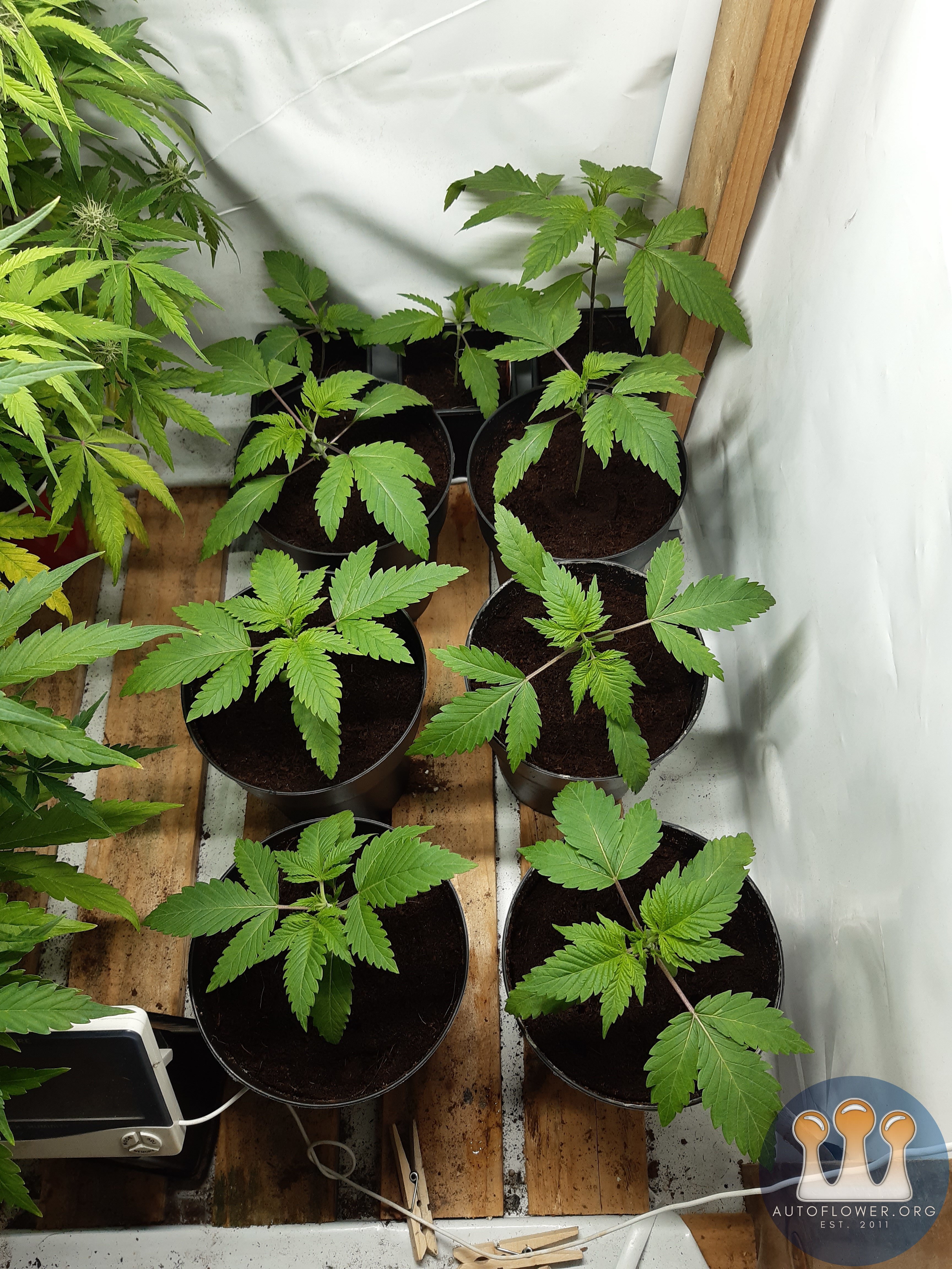 Strawberry chemdawg OG