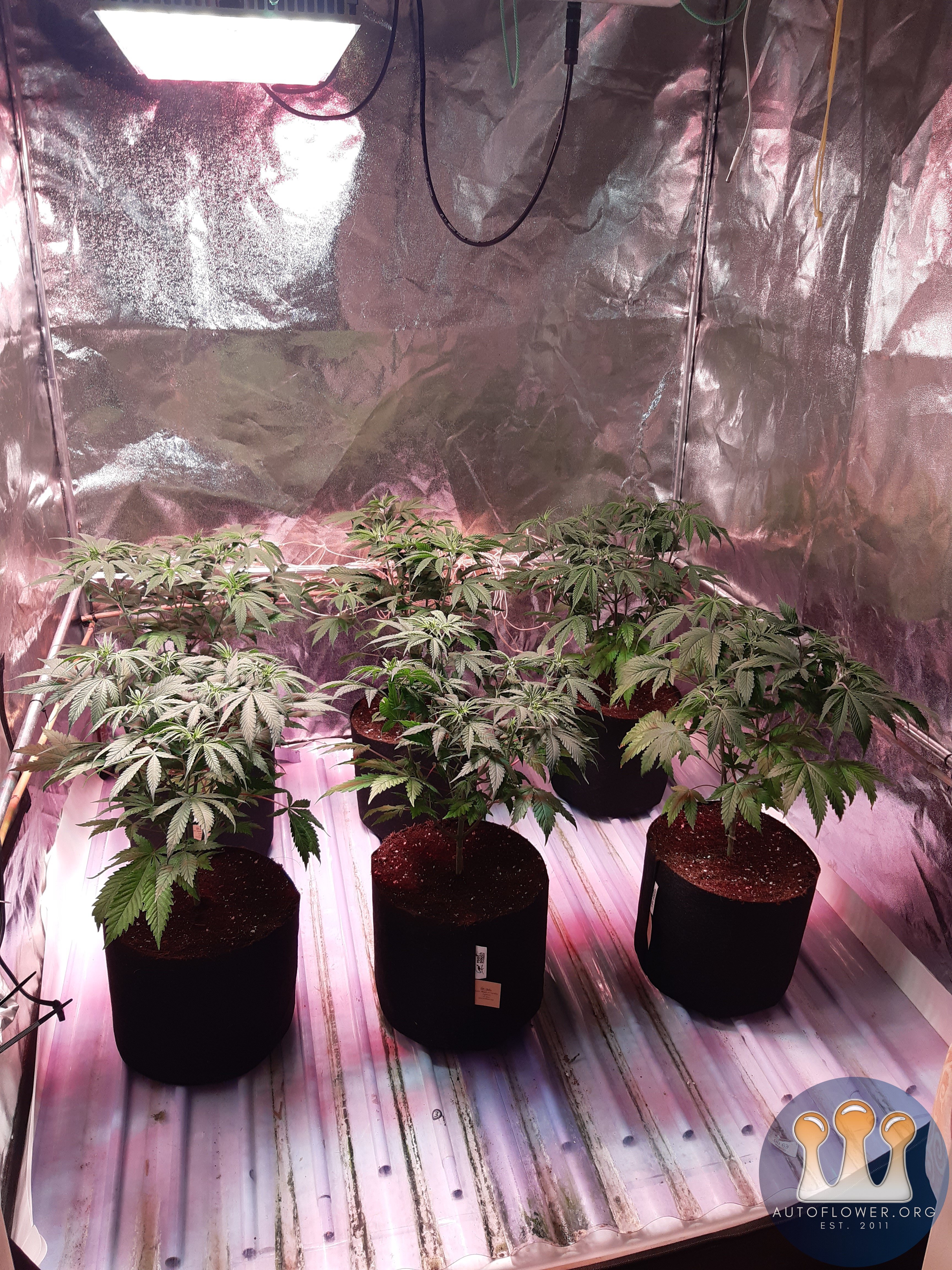 Strawberry chemdawg og